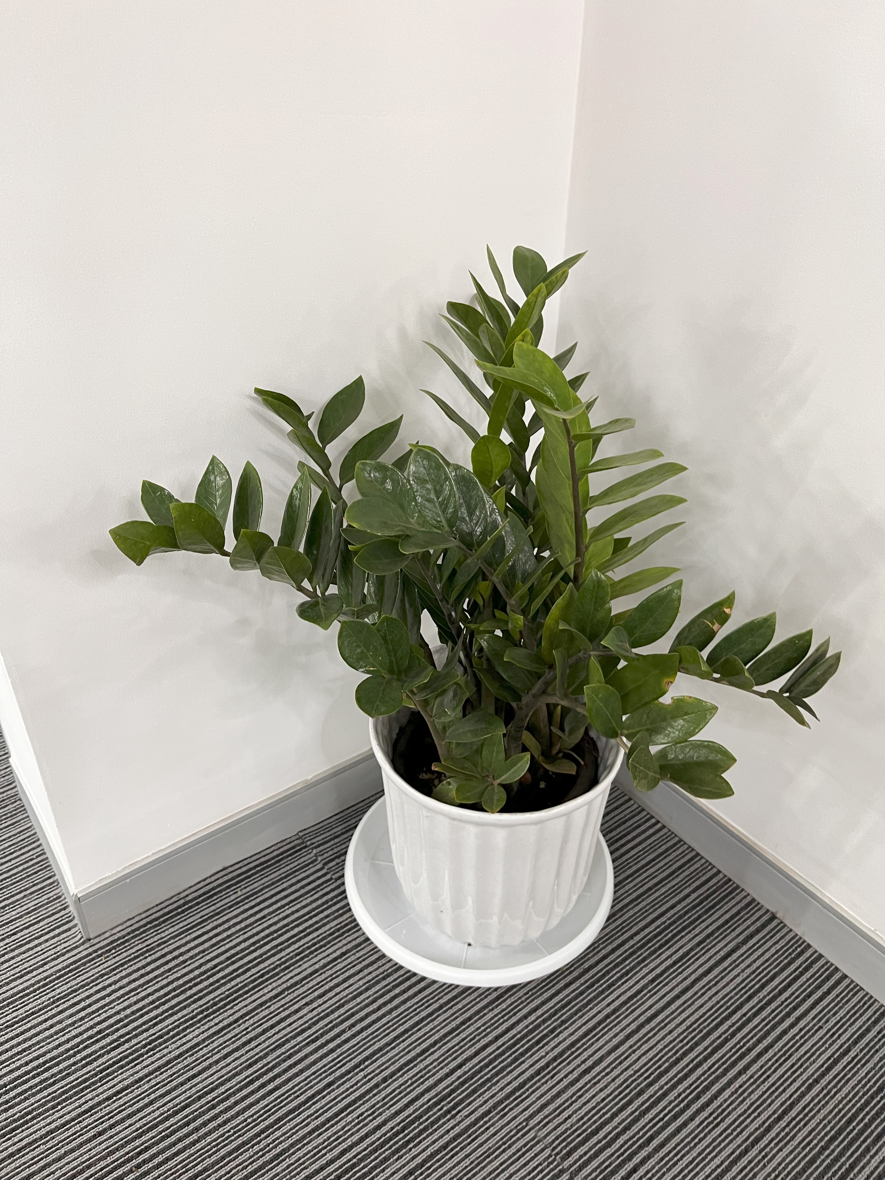 Zamioculcas Zamiifolia (ZZ Plant)  -  Rental 