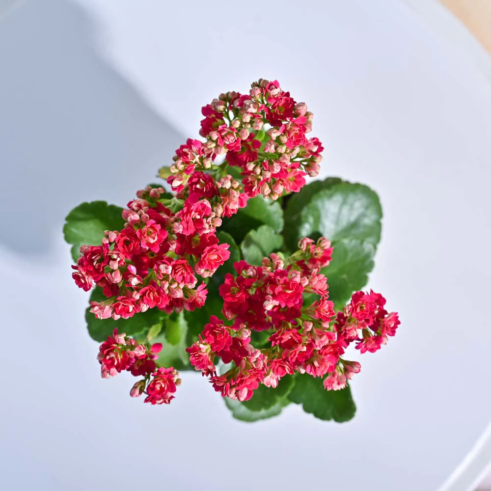 Kalanchoe blossfeldiana - Rental