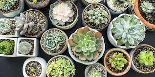 Assorted Succulent Plants - Rental