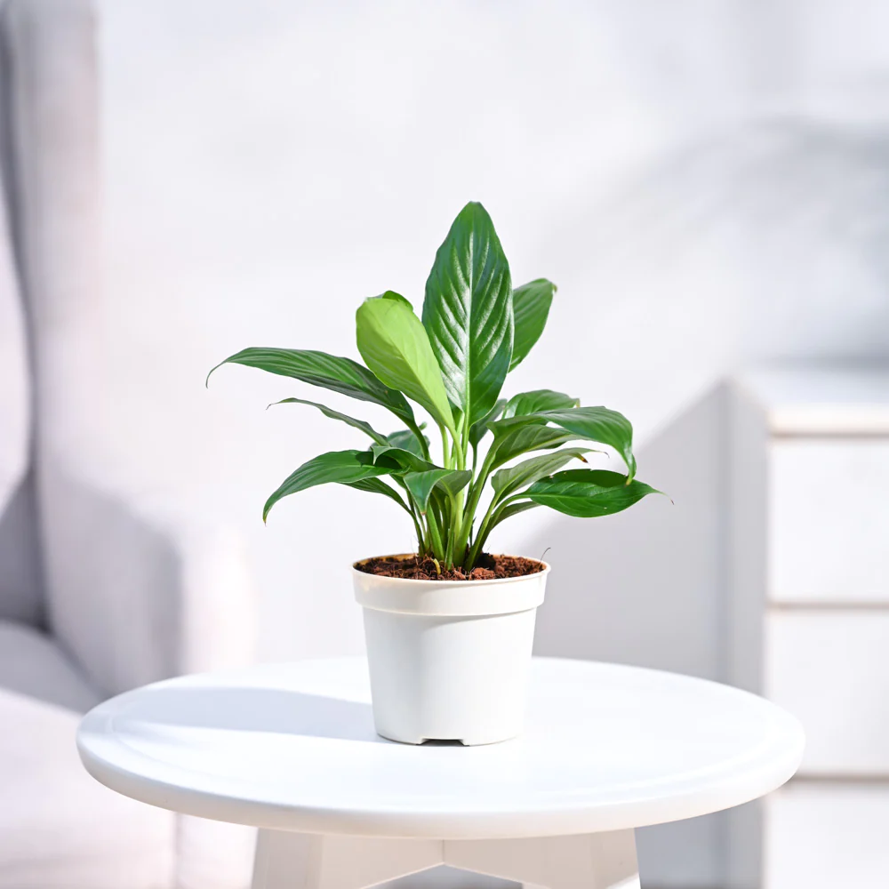 Peace Lily Plant - Rental