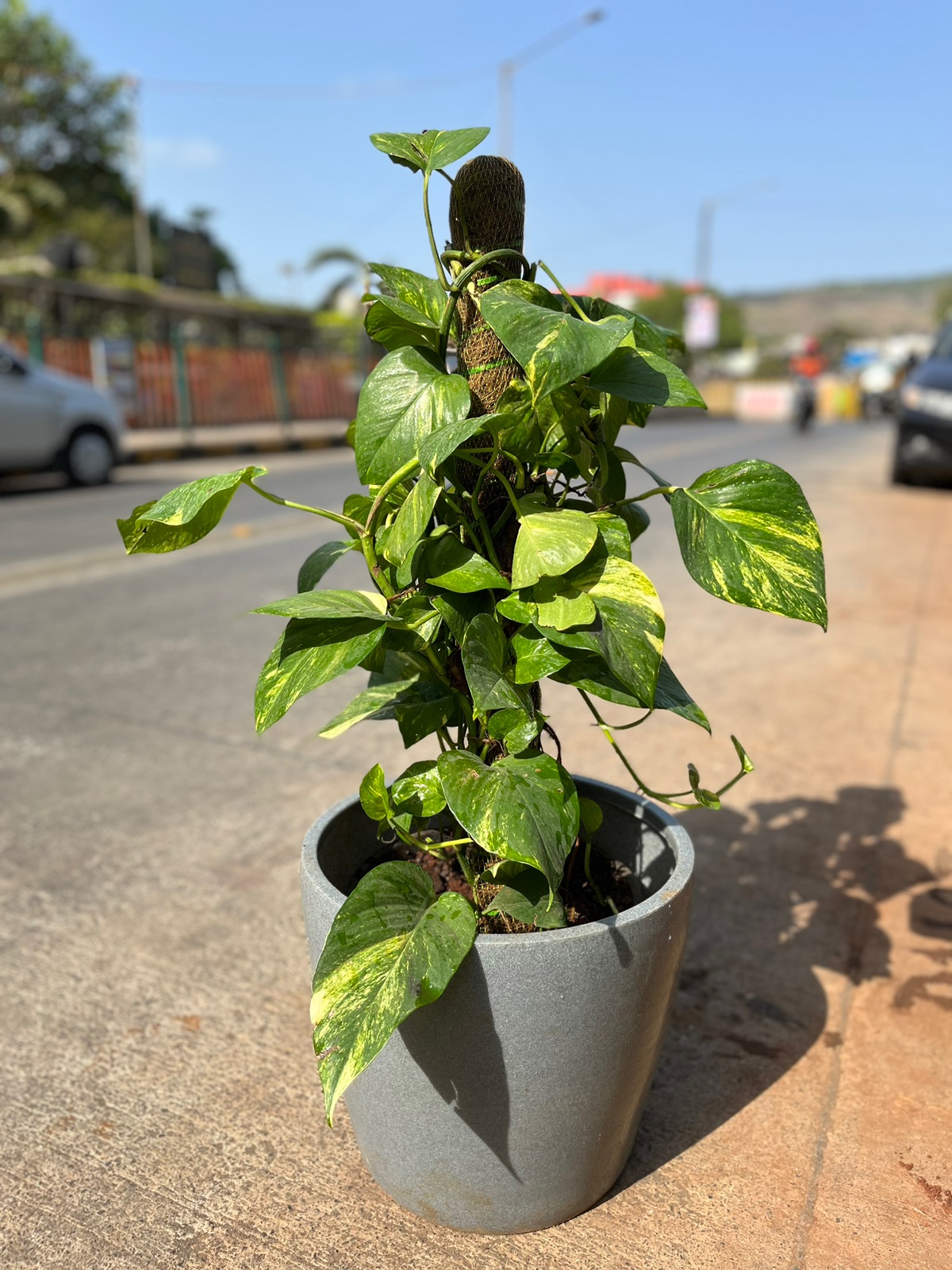 Golden Pothos Plant in Gray Pot - Rental 