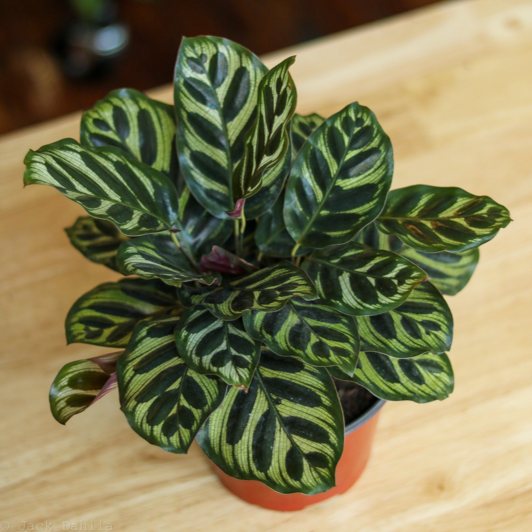 Calathea Makoyana Plant - Rental