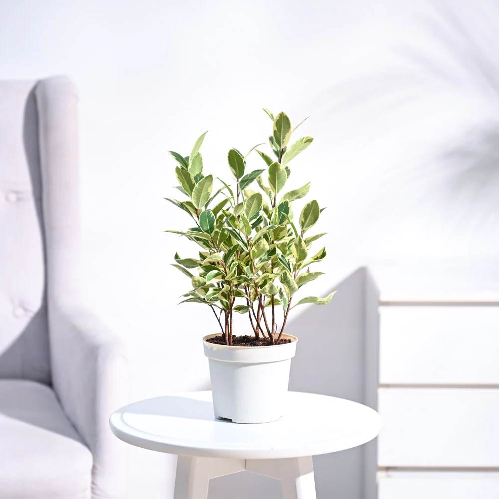 Variegated House Plant - Rental 