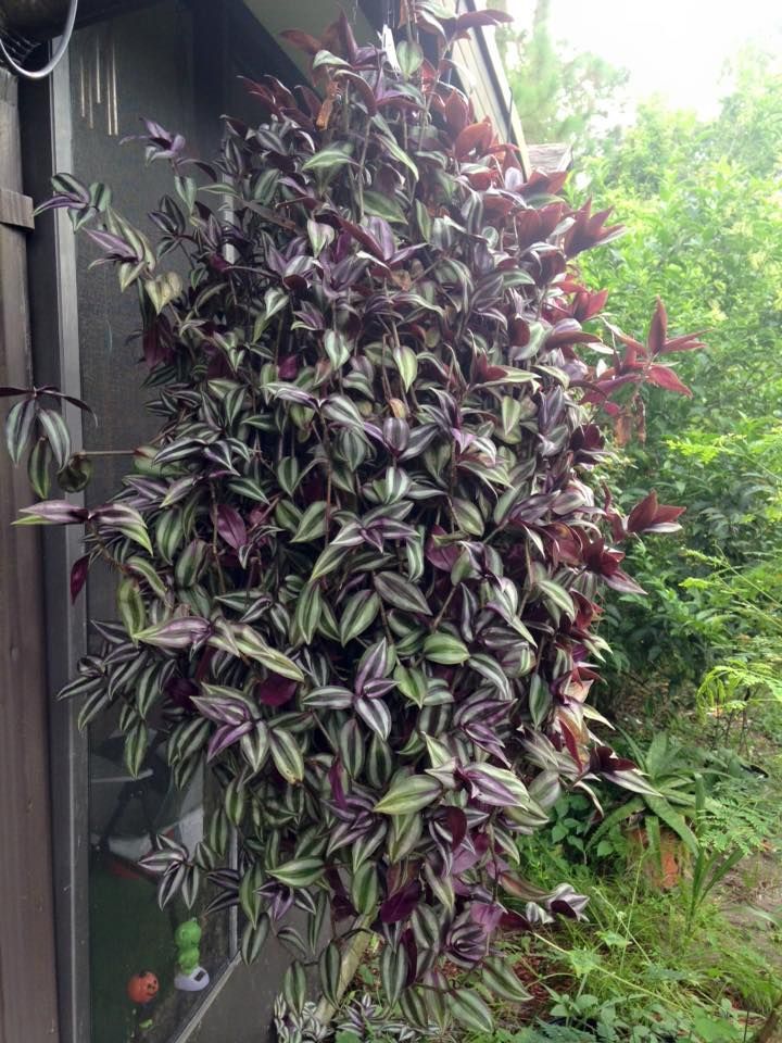 Wandering Jew Hanging Plant - Rental
