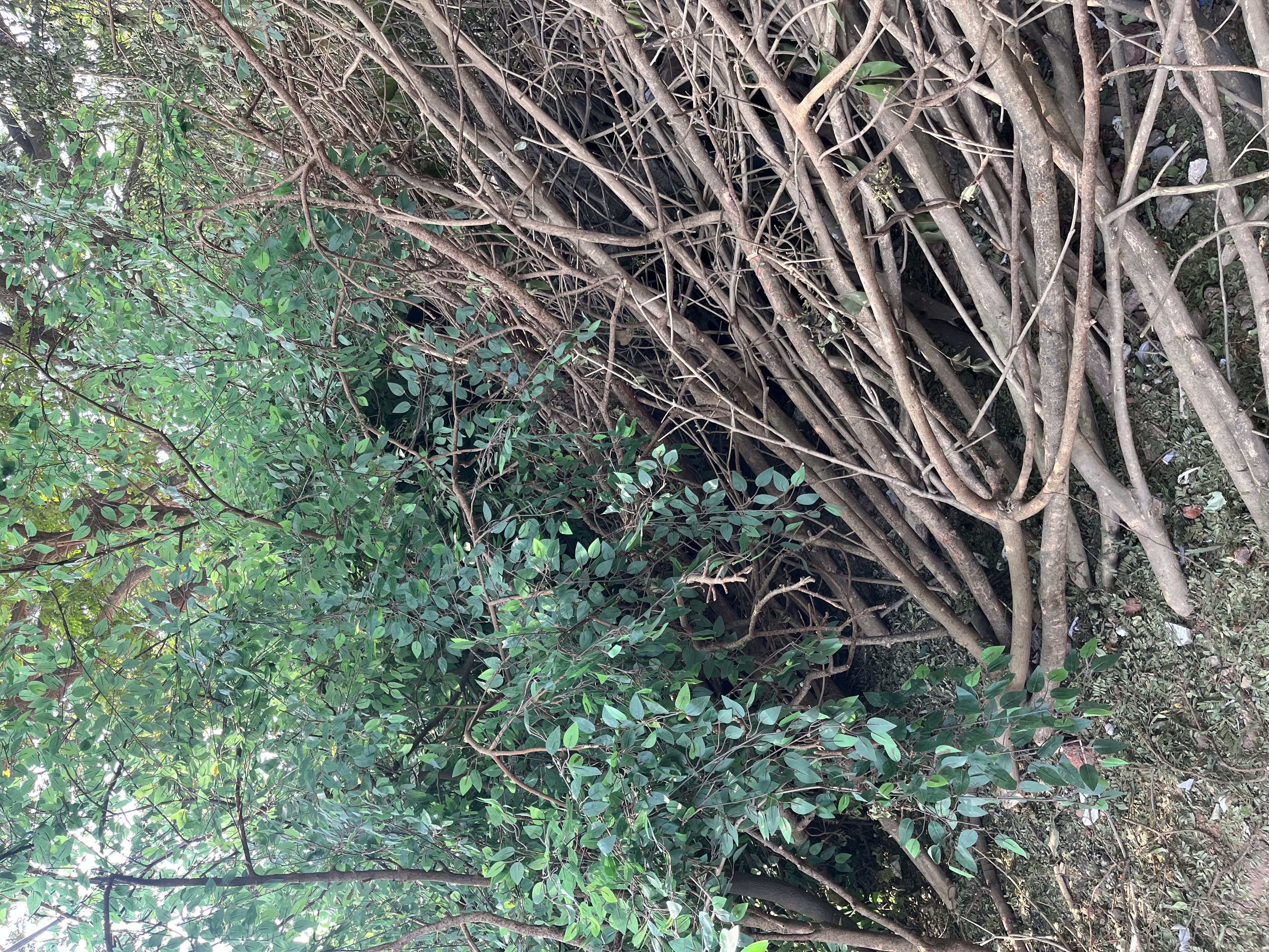 Freshly cut tree branches - Rental