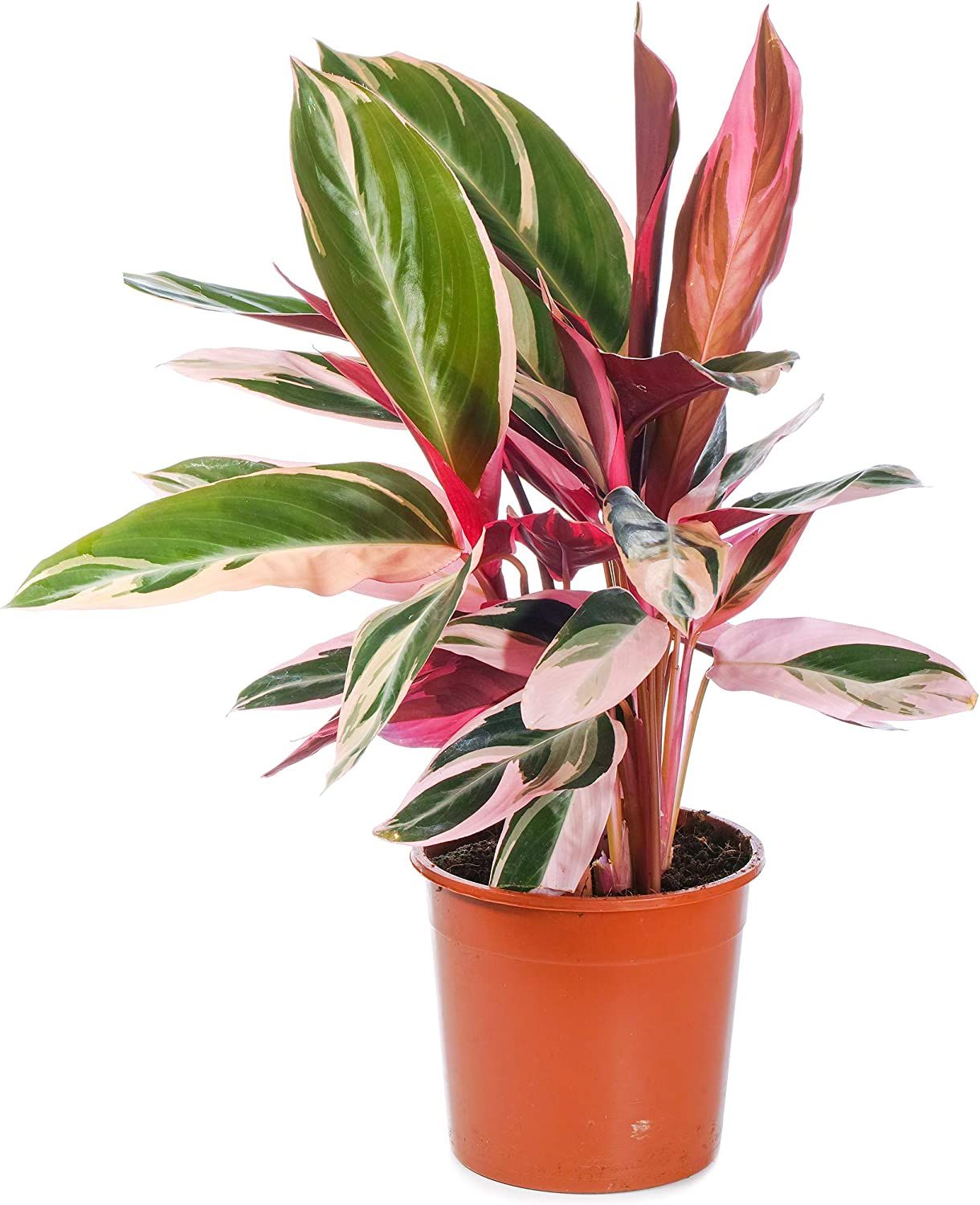Stromanthe Triostar Plant - Rental