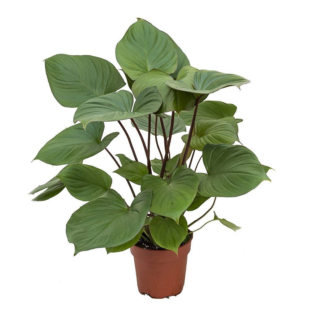 Calathea Plant - Rental 