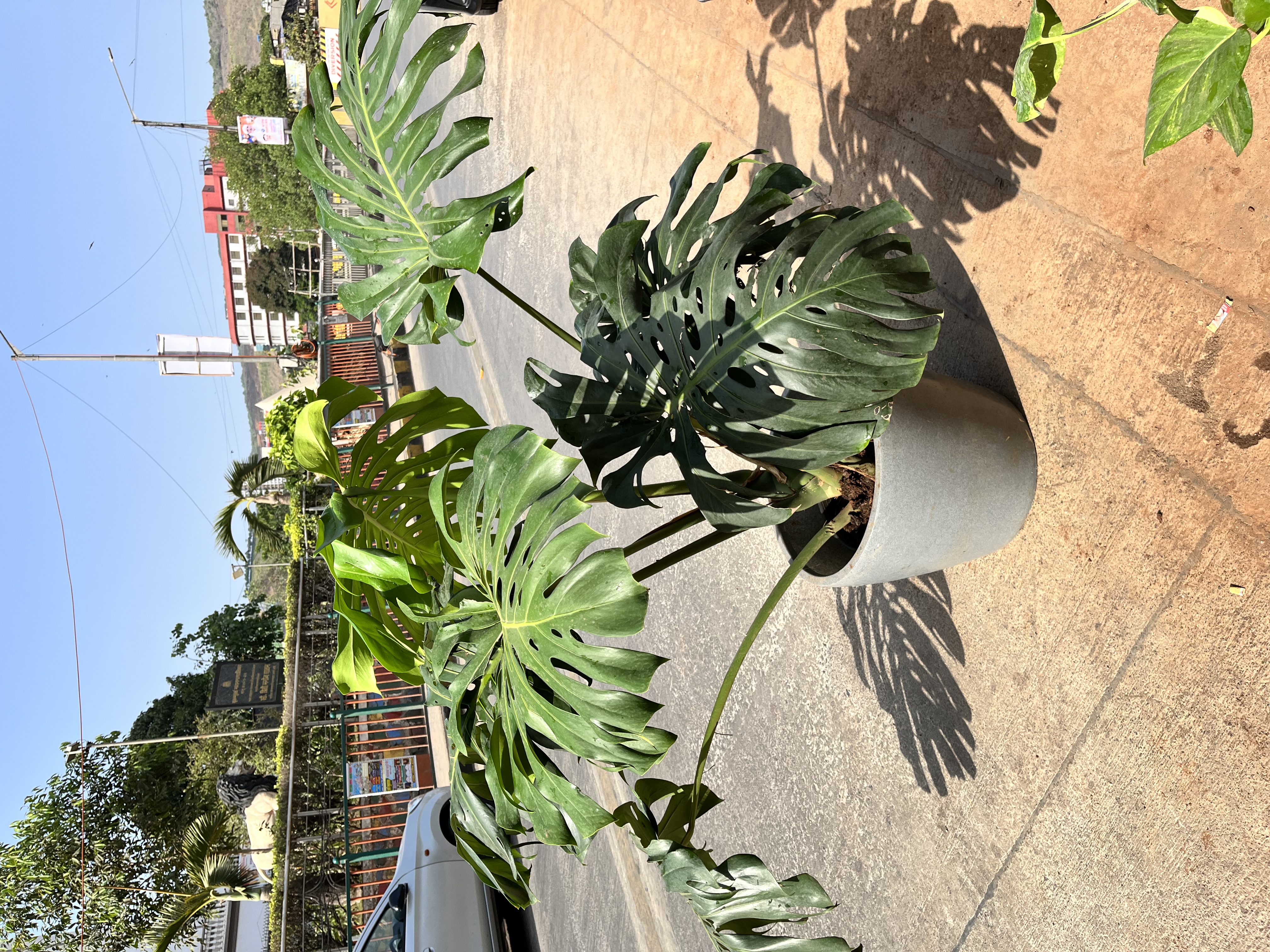 Monstera Deliciosa Plant - Rental