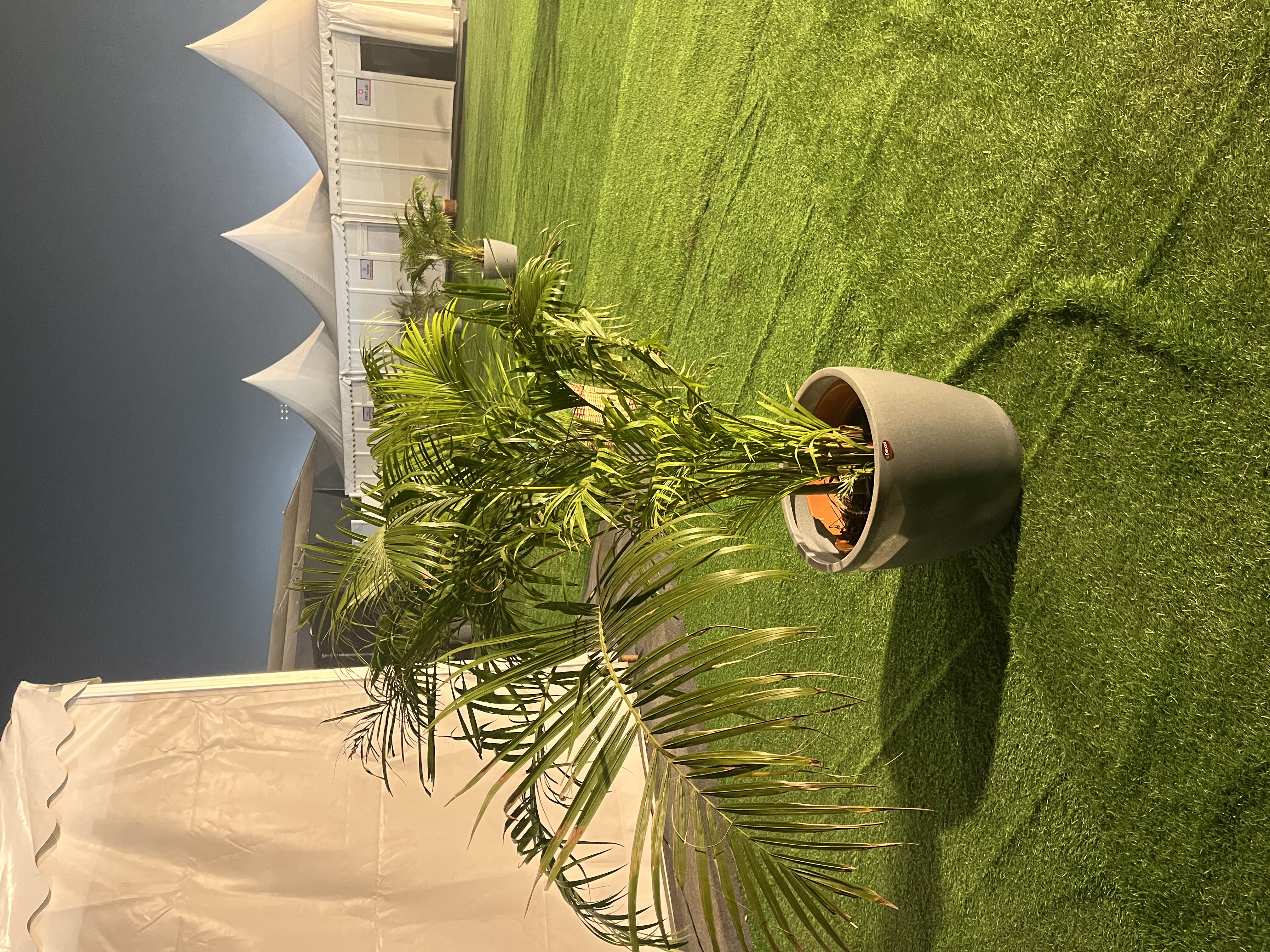 Potted Palm Plant - Rental