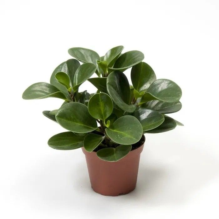 Peperomia Green Plant - Rental