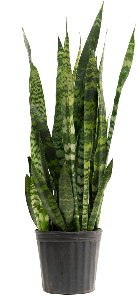 Snake Plant (Sansevieria) - Rental