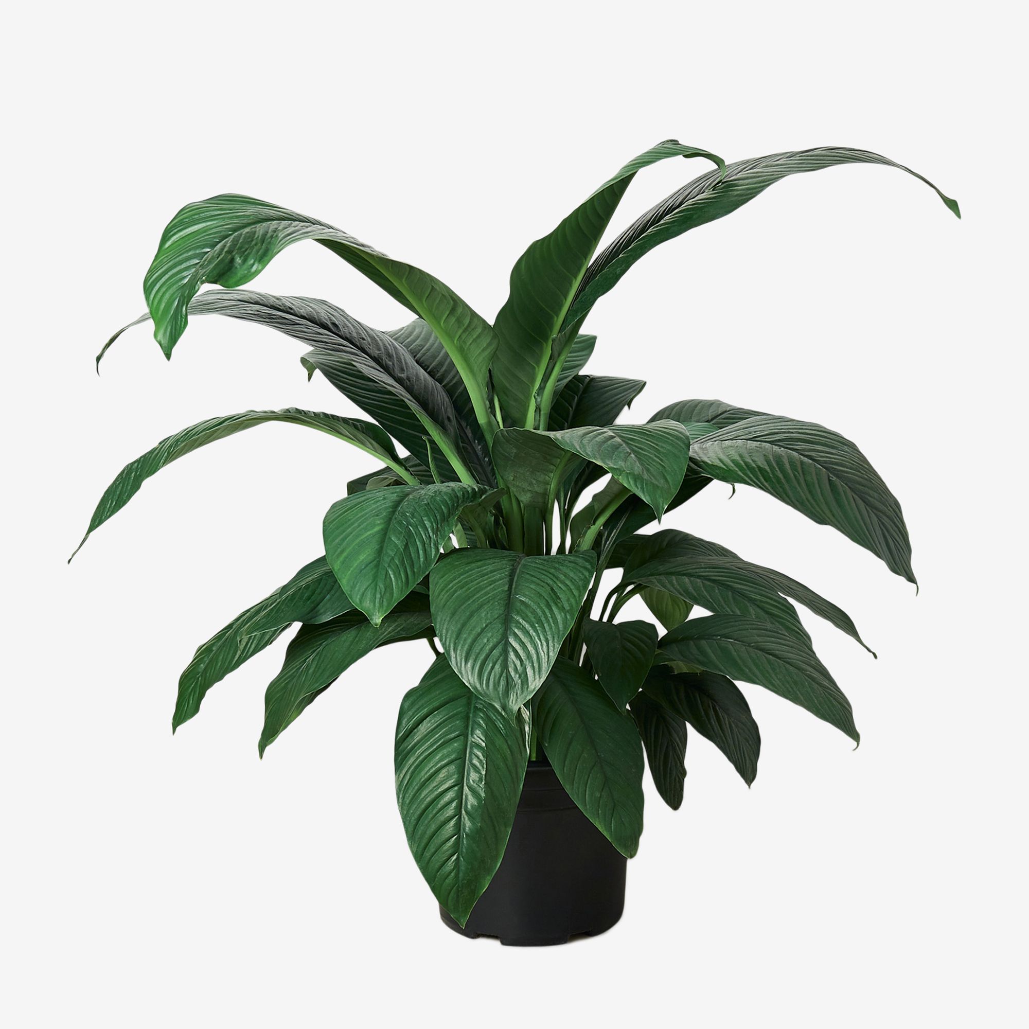 Peace Lily Plant - Rental