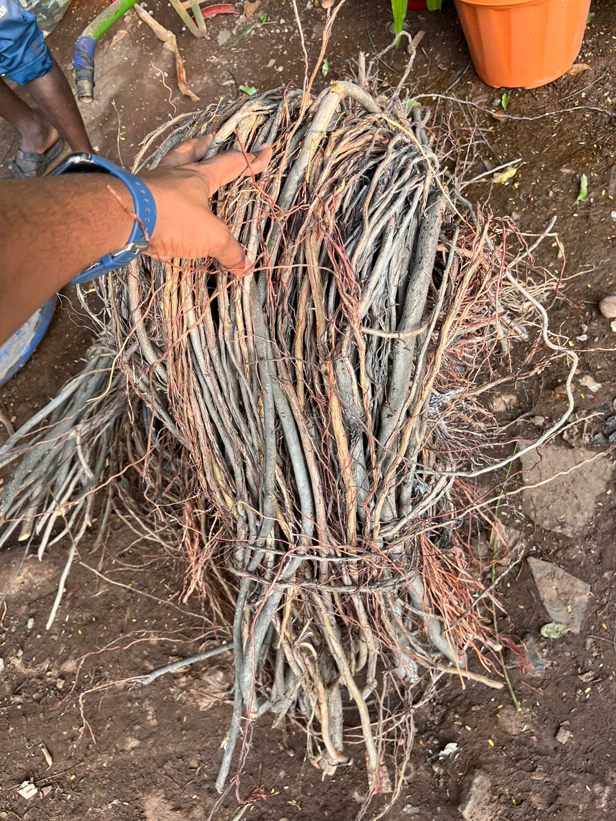 Bundle of dried plant roots - Rental