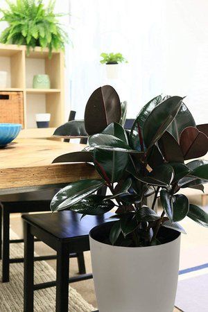 Rubber plant in white pot - Rental 