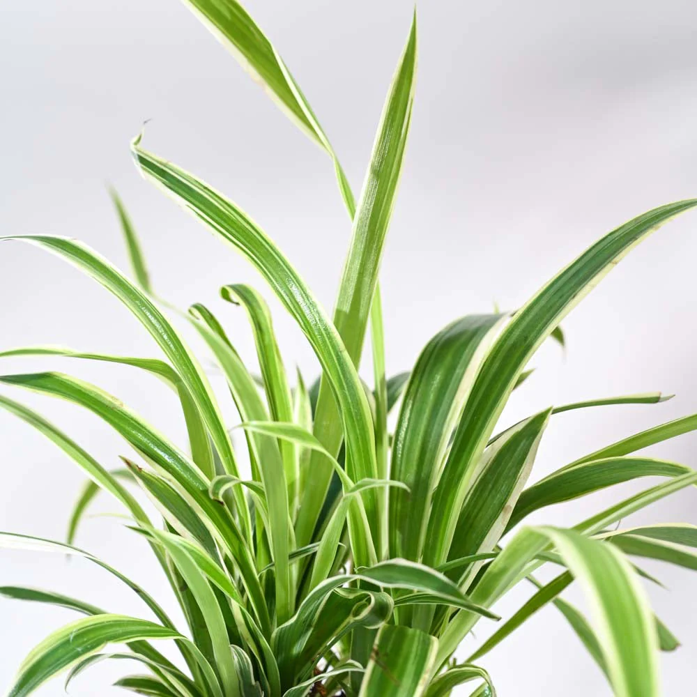 Spider Plant - Rental