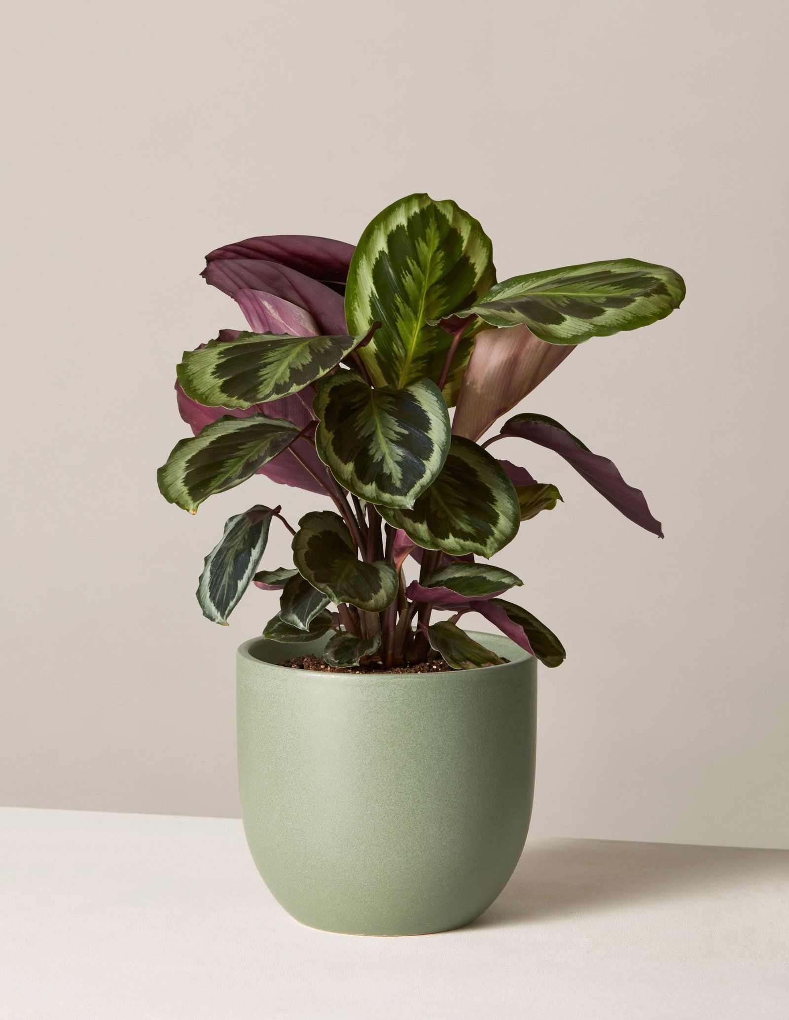 Calathea Plant in Ceramic Pot - Rental