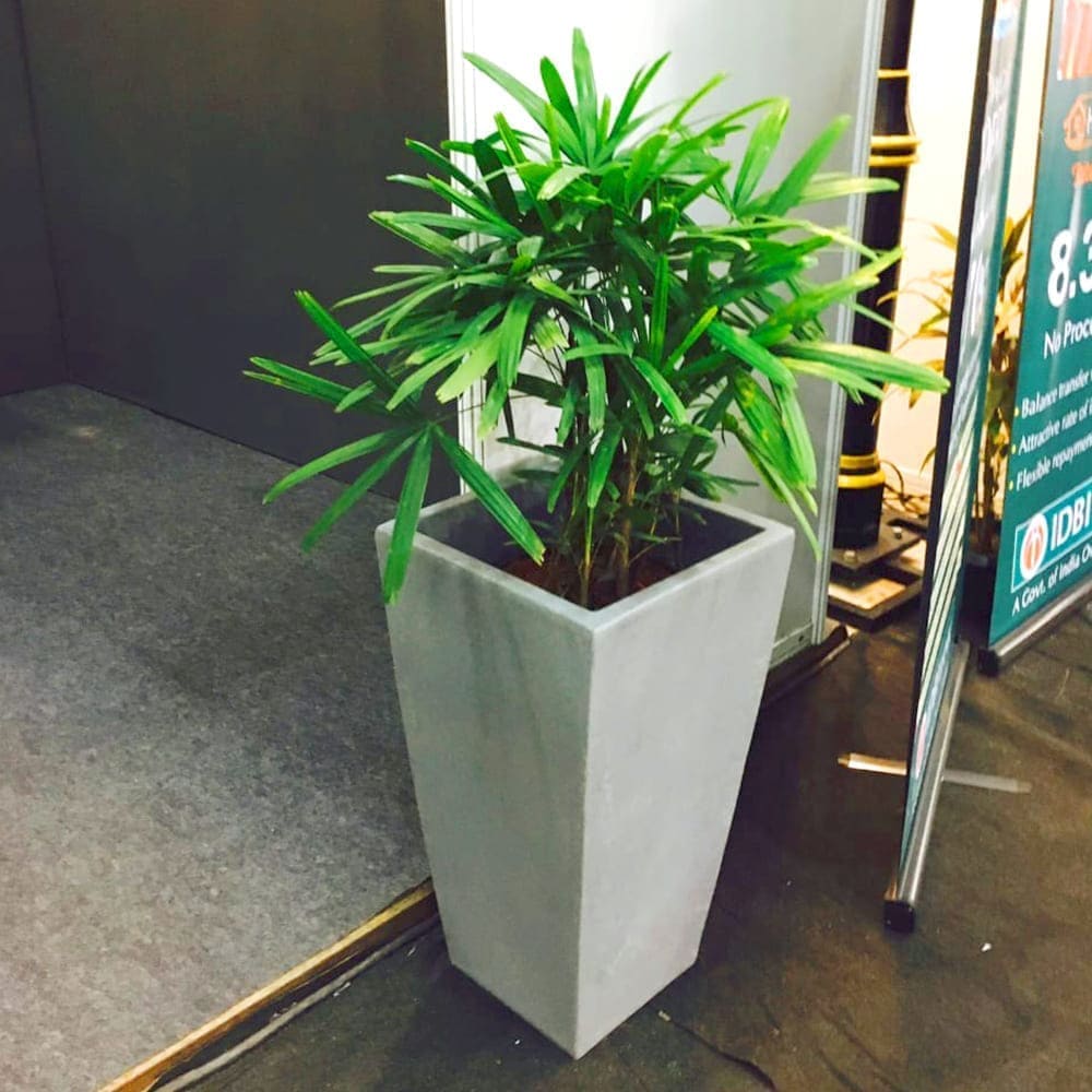 Indoor ornamental palm plant - Rental