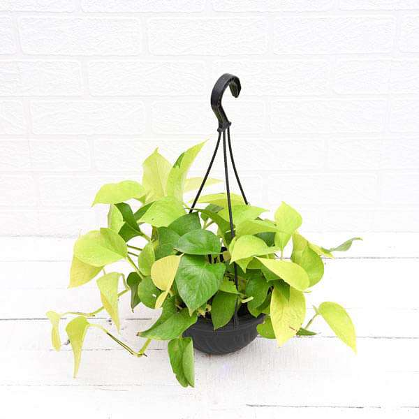 Golden Pothos Hanging Plant - Rental