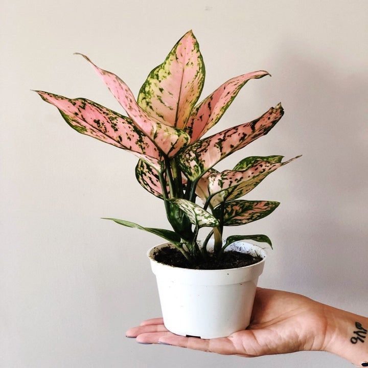 Aglaonema Pink Plant - Rental 
