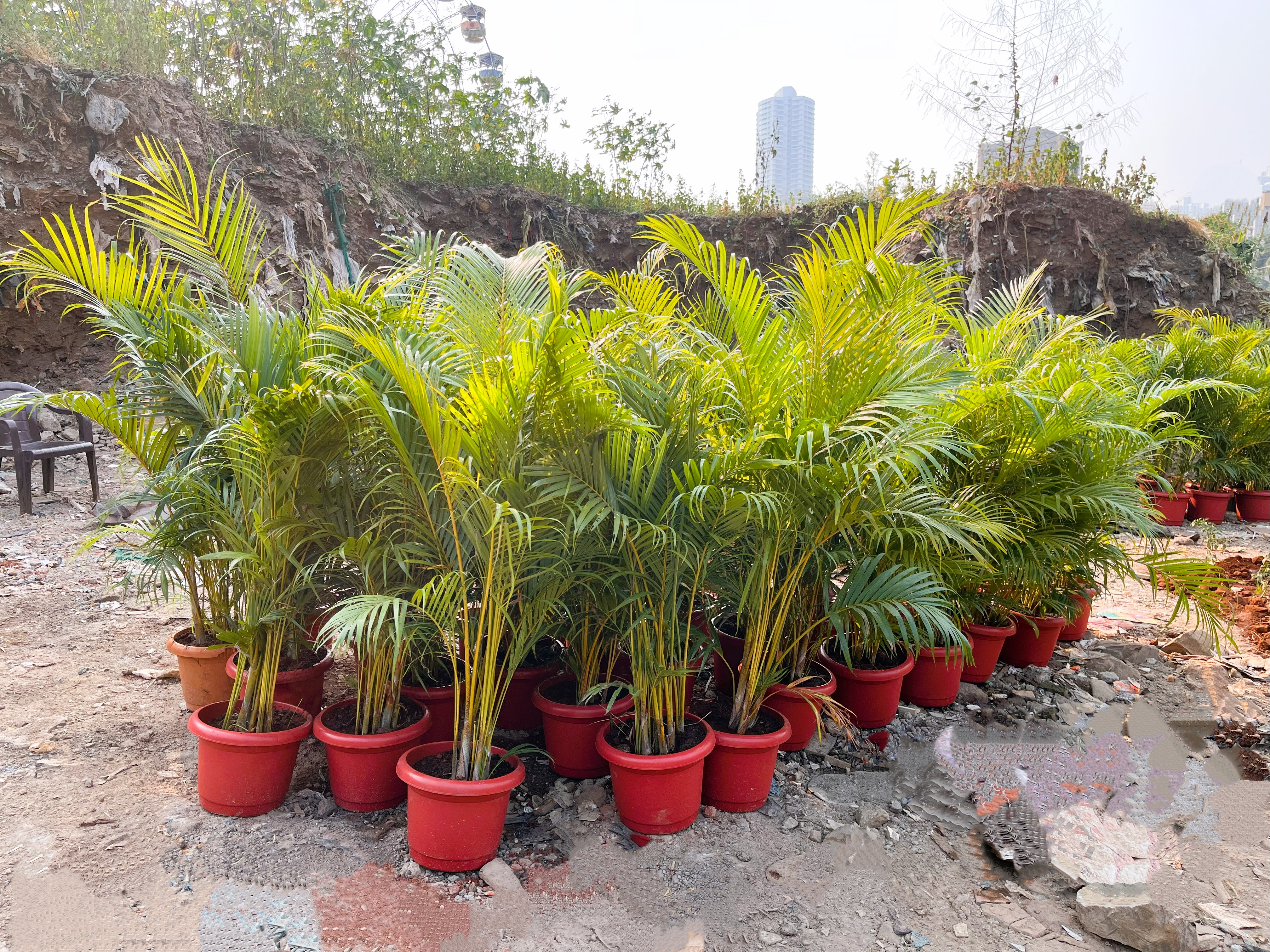 Areca Palm Plants in Red Pots - Rental 
