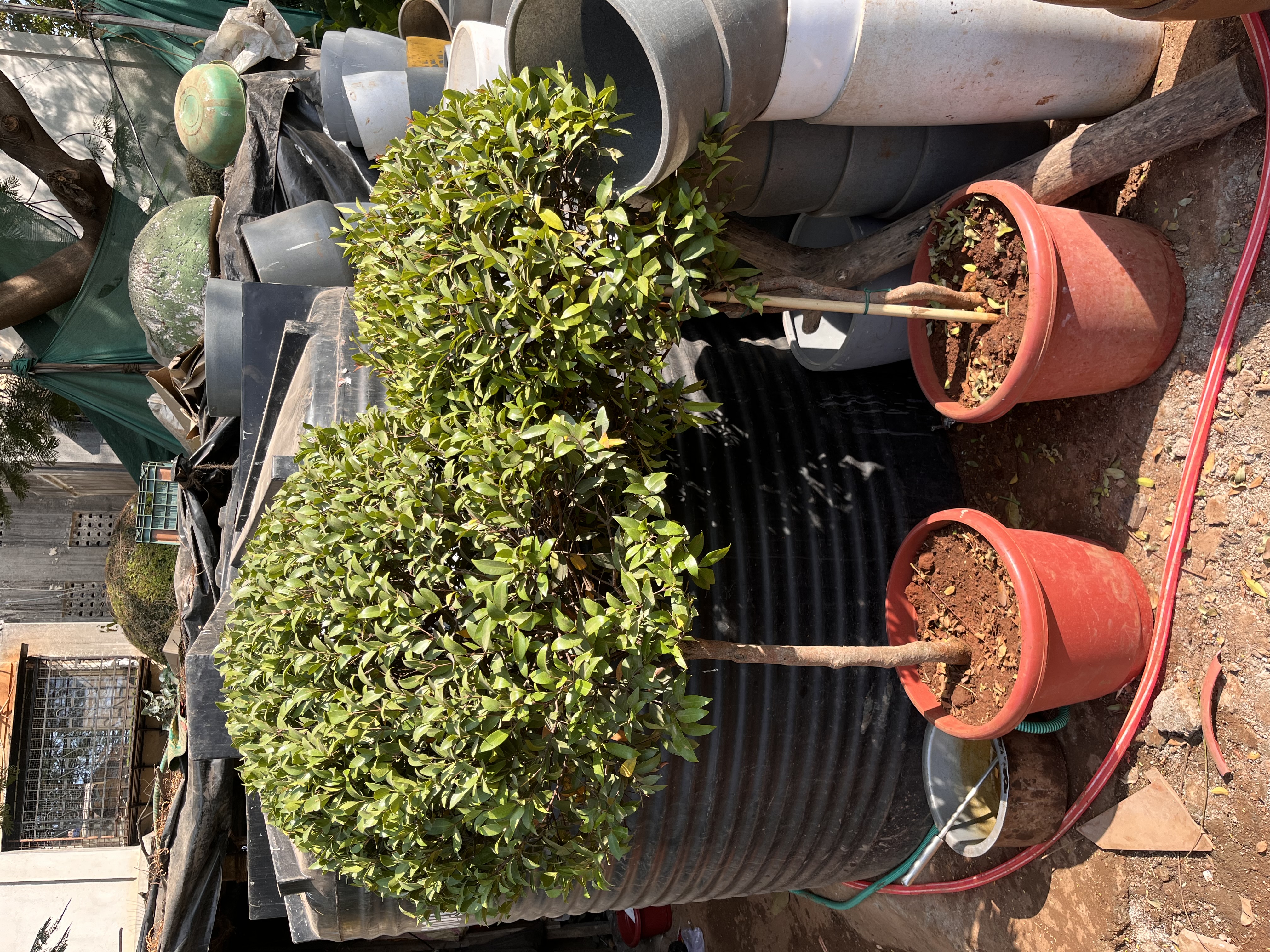 Decorative potted topiary plants - Rental 