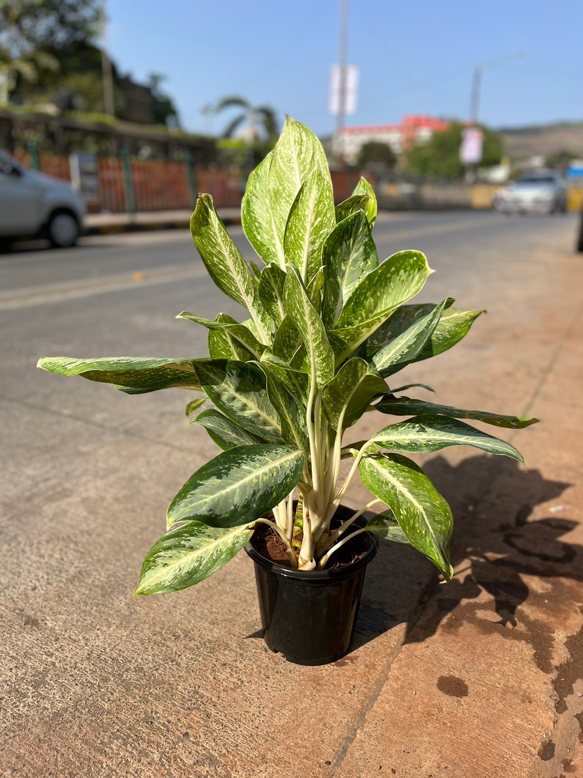 Aglaonema Plant -  Rental 