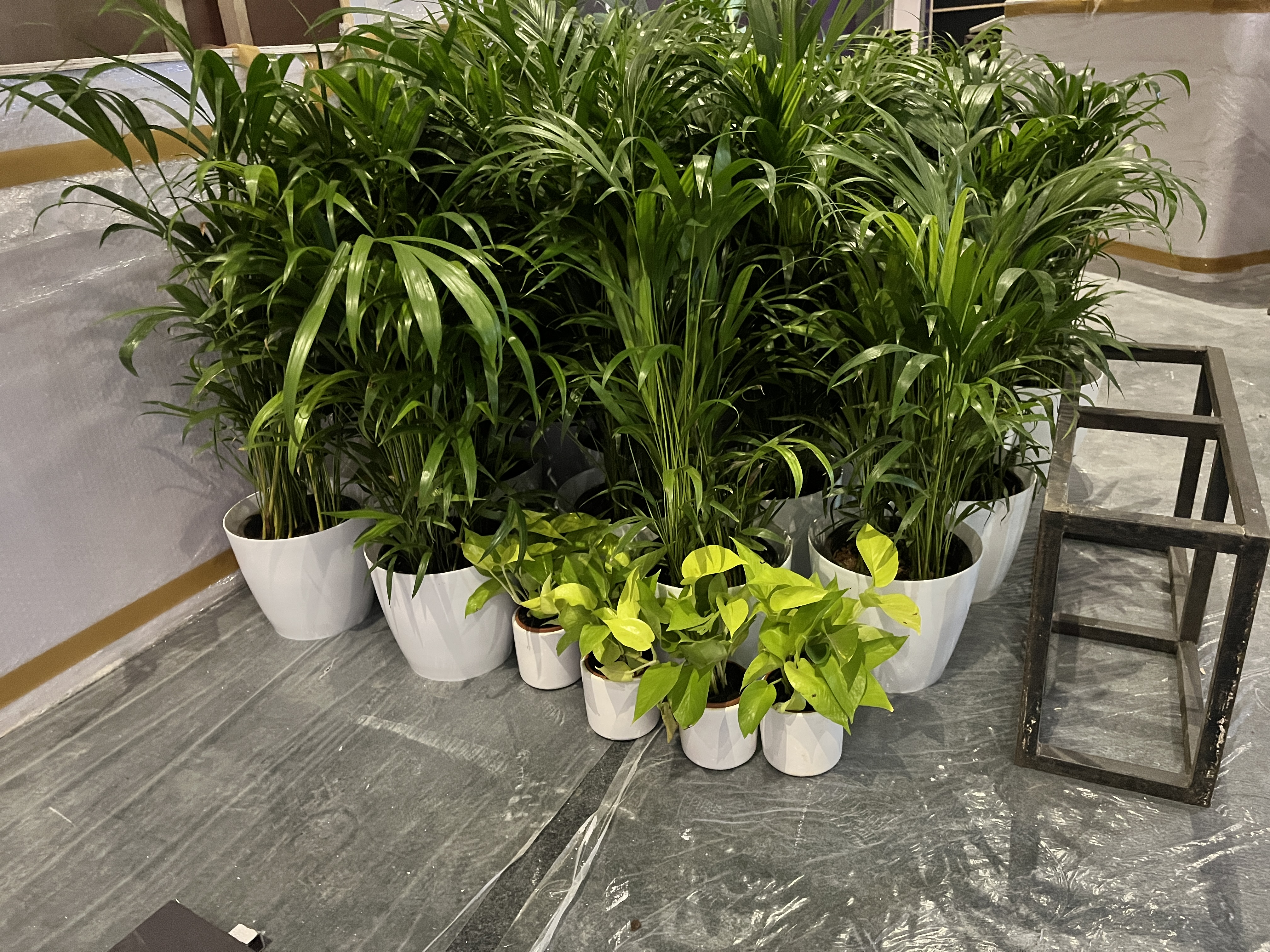 Indoor Decorative Potted Plants - Rental