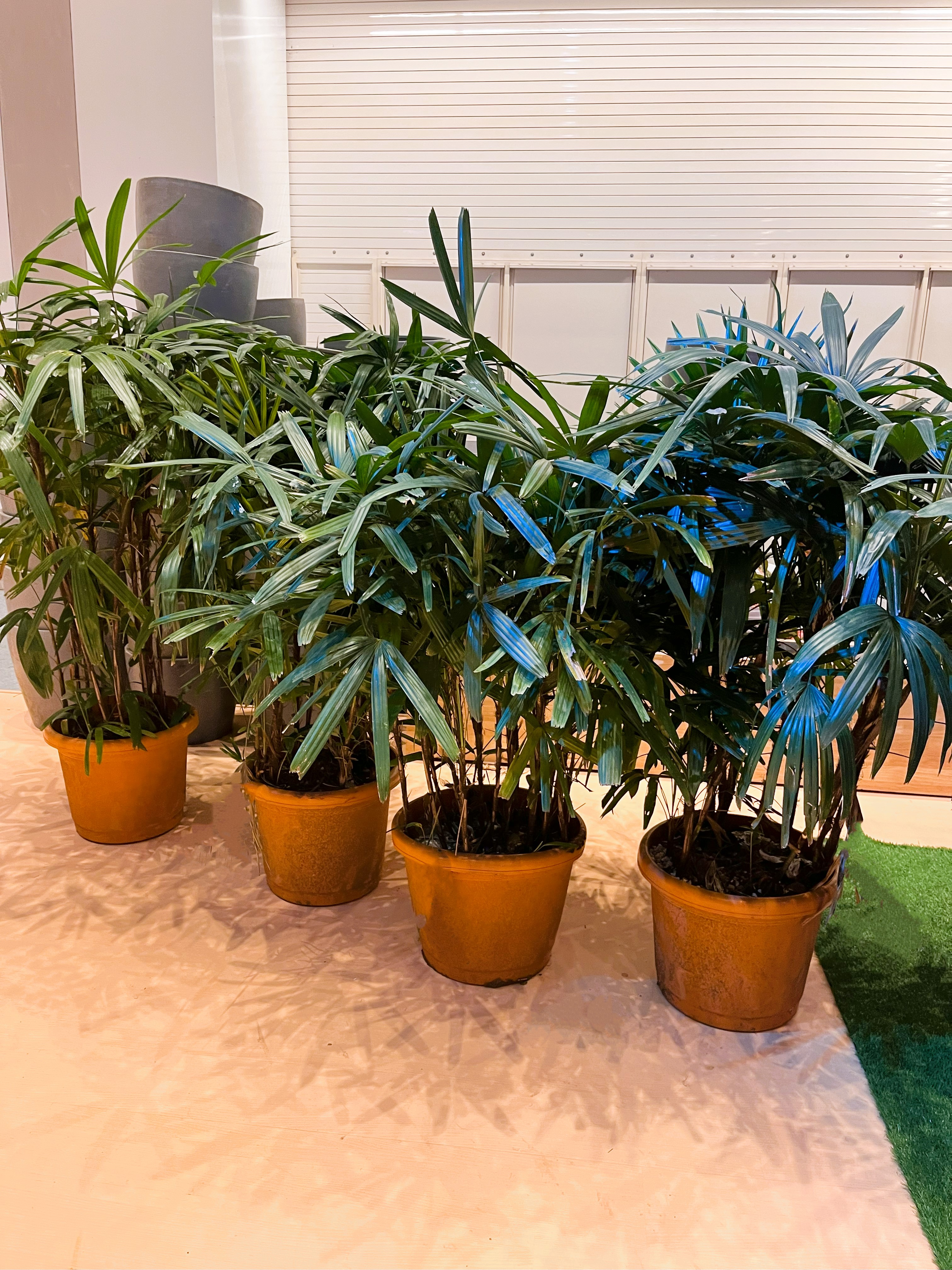Indoor Palm Plants - Rental 