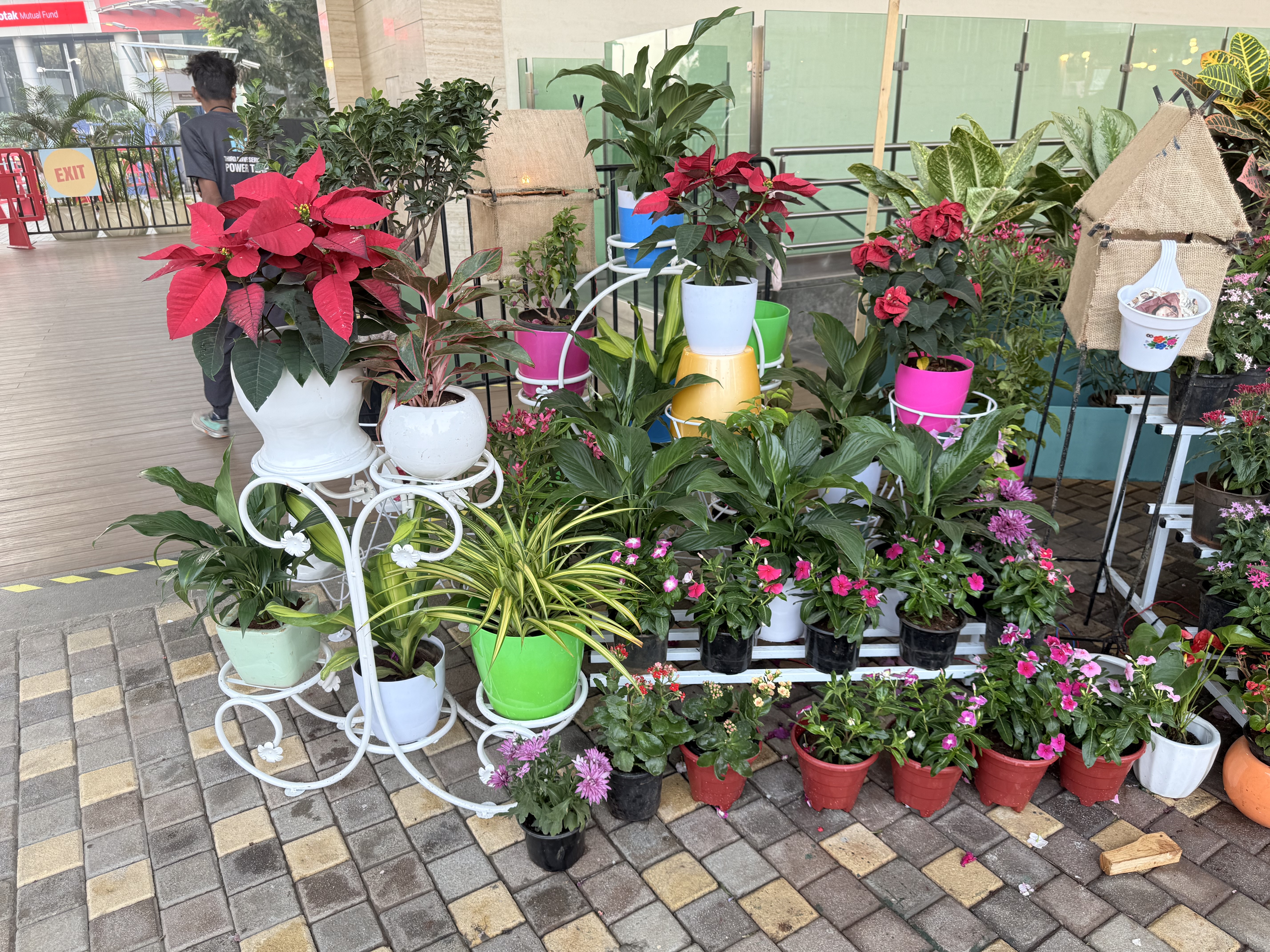 Decorative indoor and outdoor potted plants - Rental
