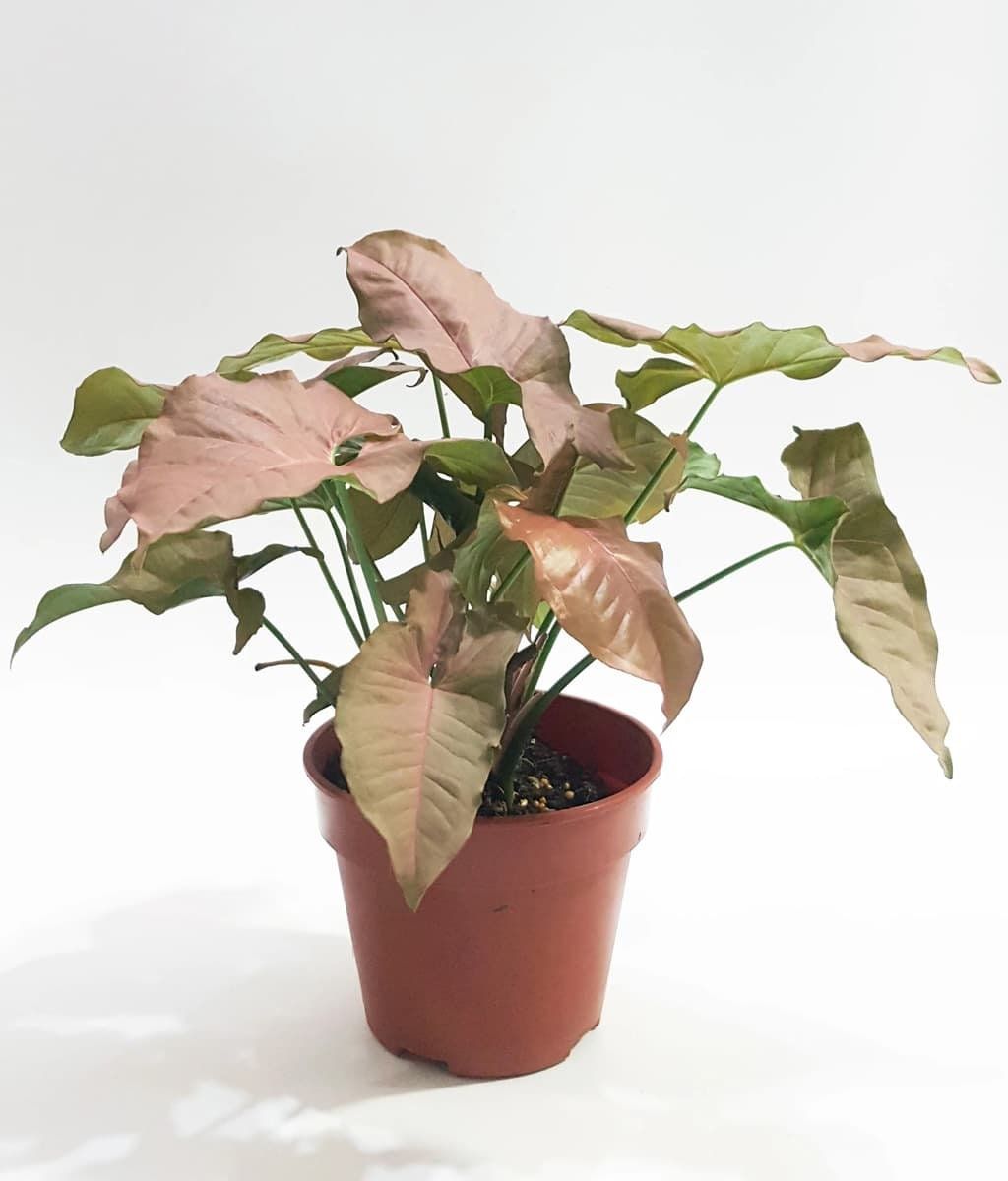 Syngonium Pink Plant - Rental