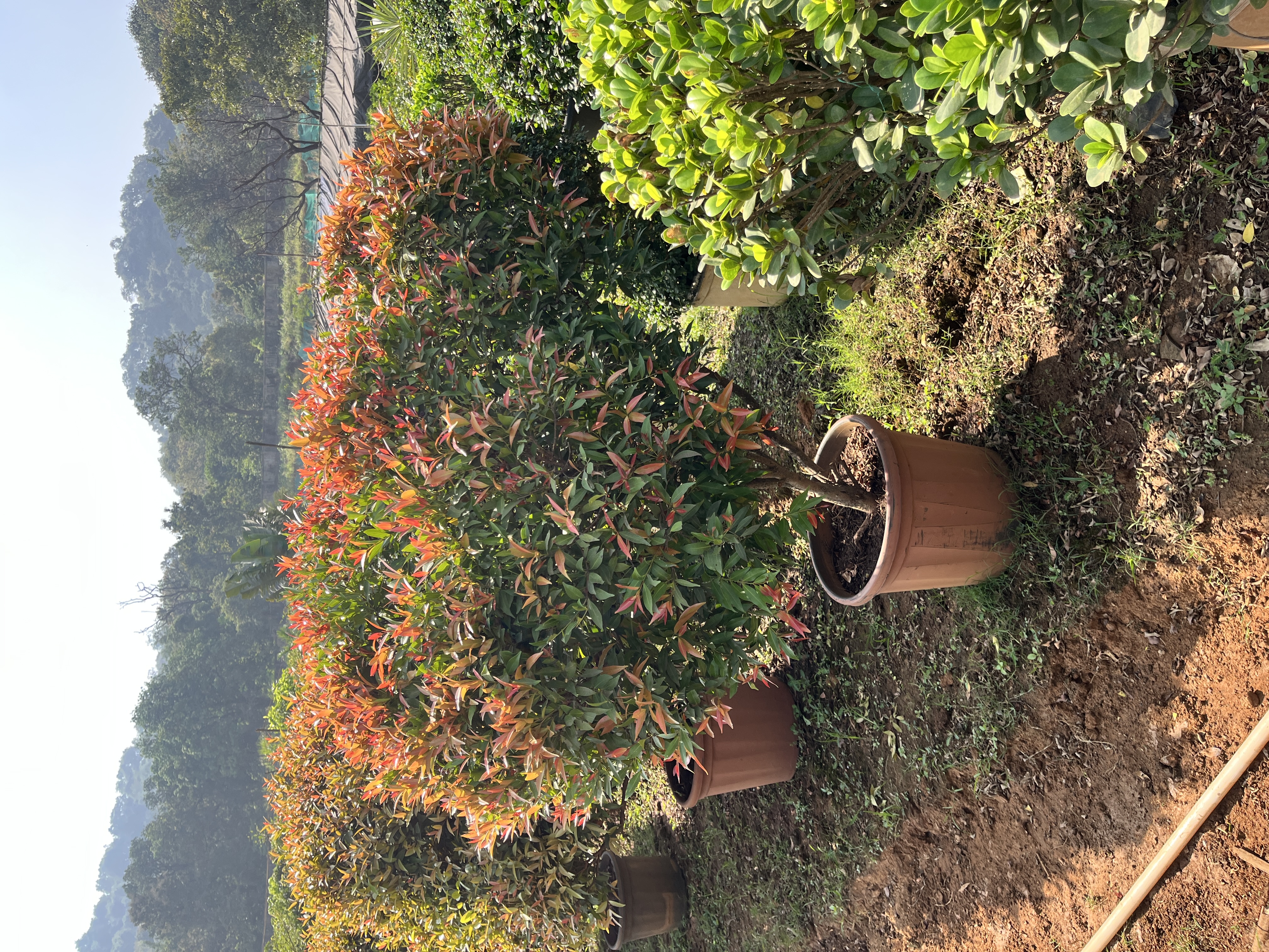 Potted Red Tip Photinia Tree - Rental 