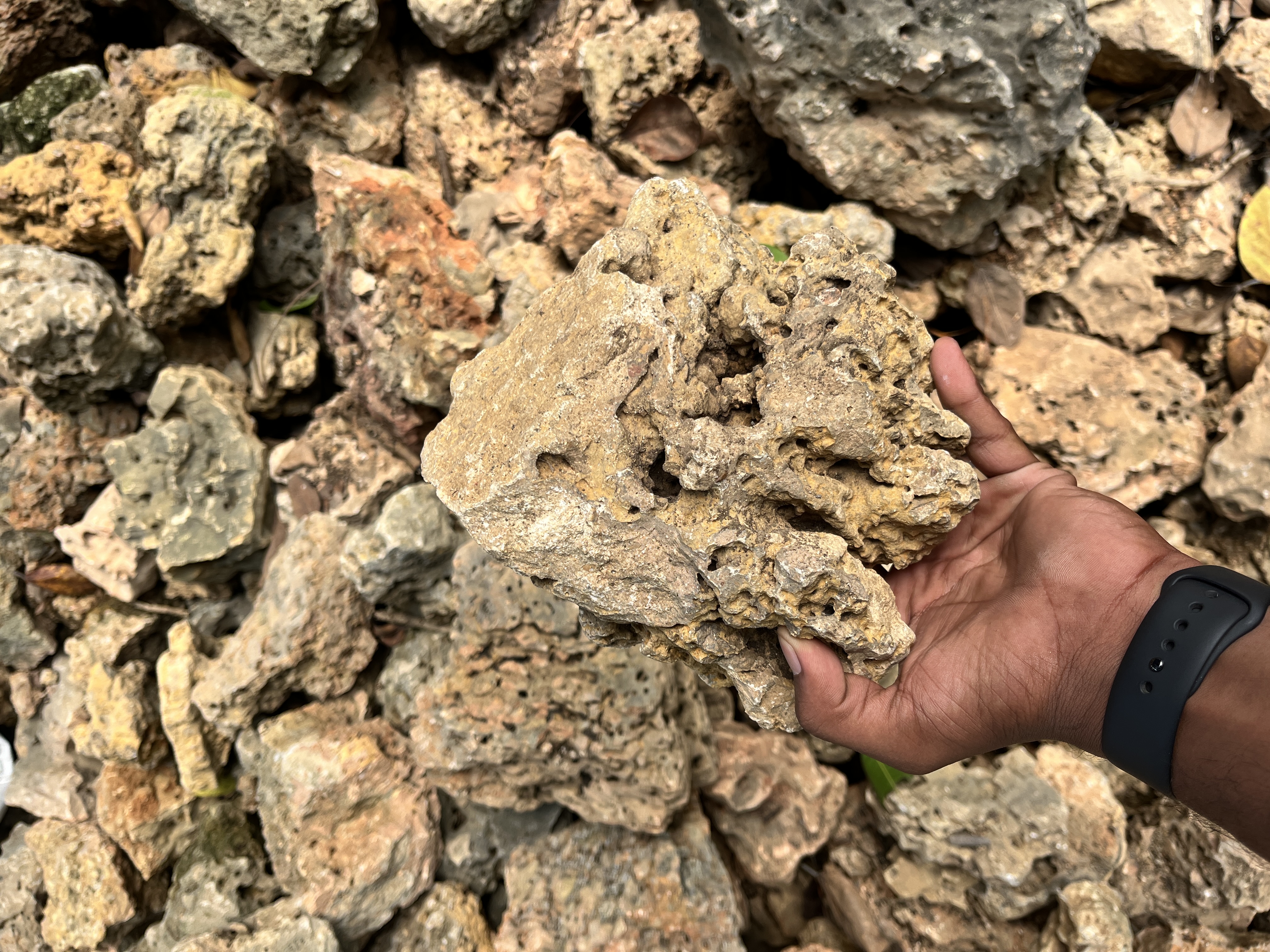 Natural Coral Rock - Rental