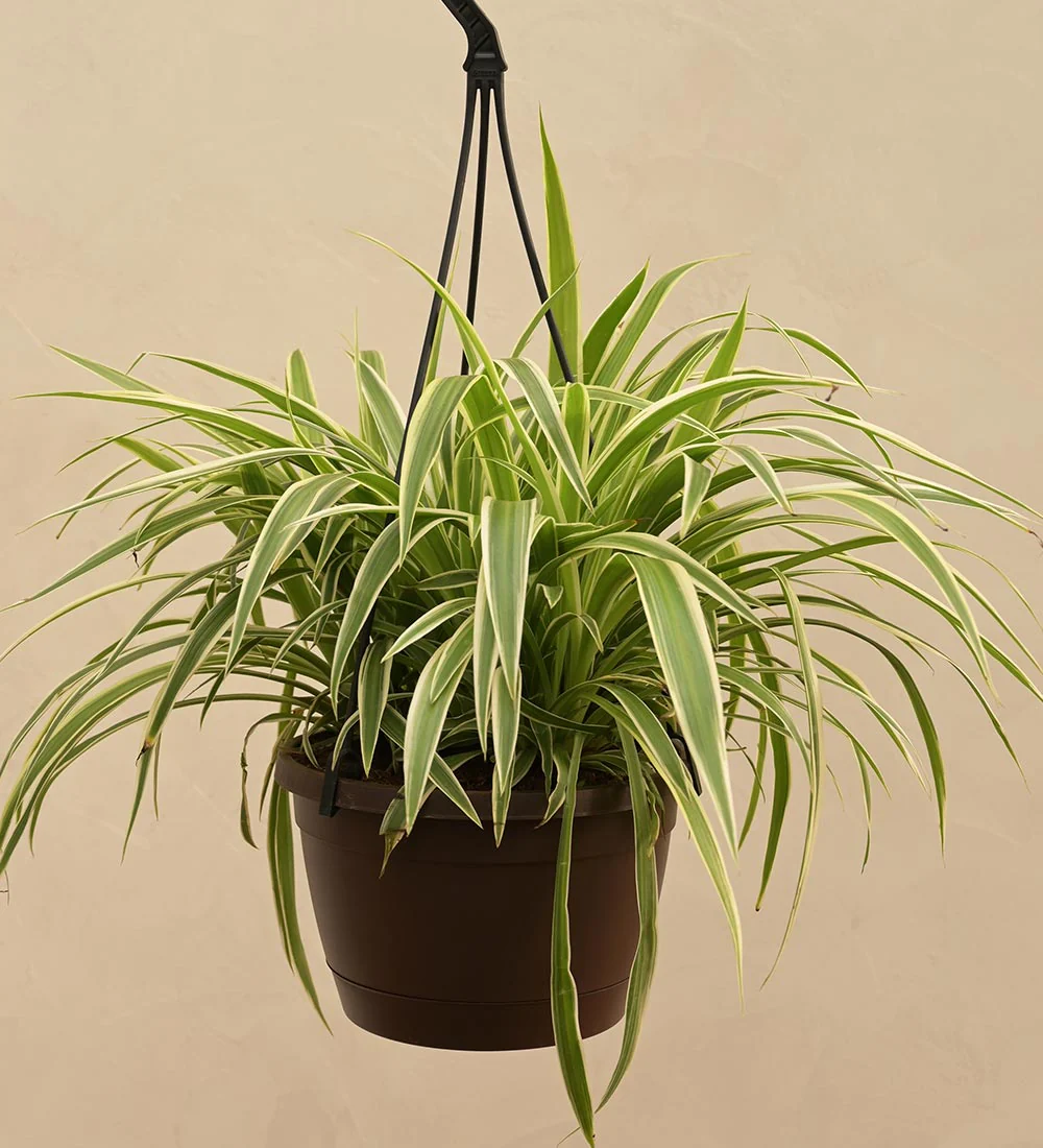 Spider Plant Hanging Basket - Rental 