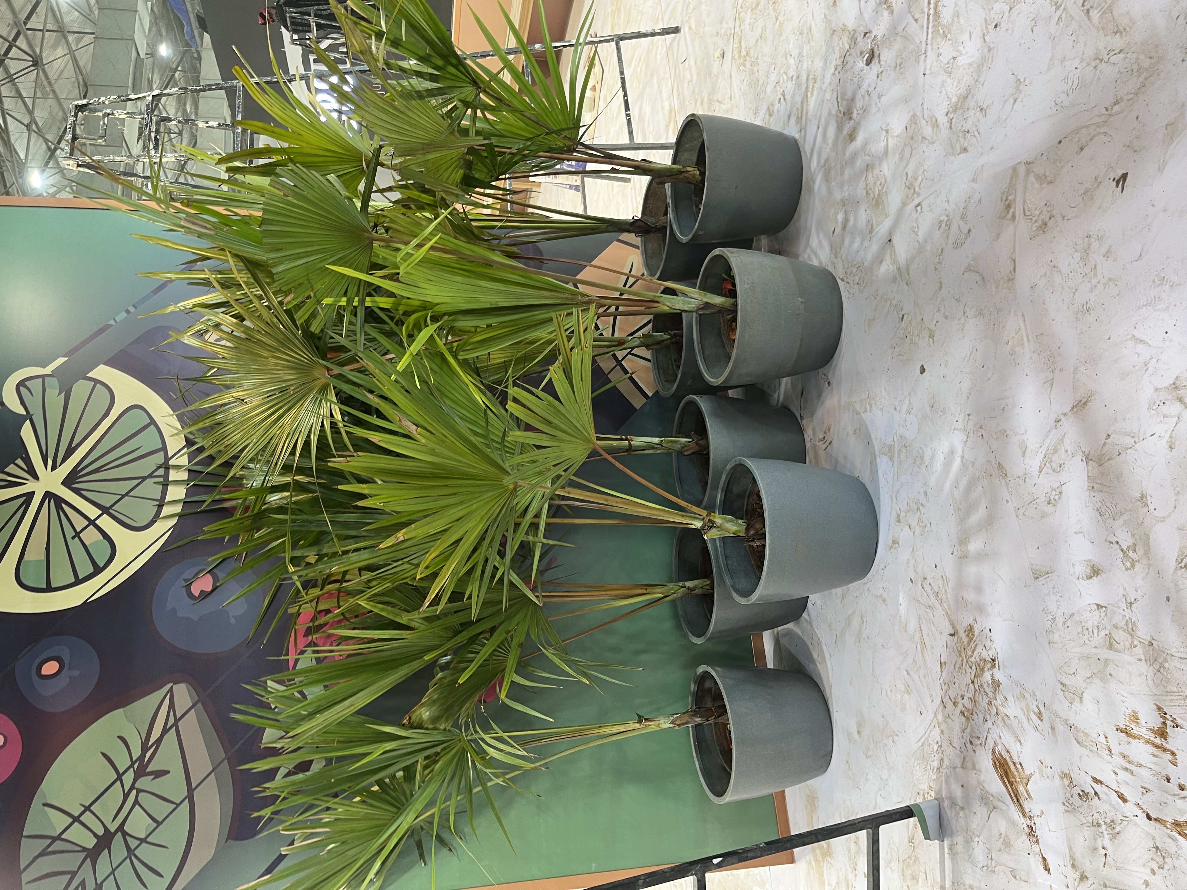 Potted Palm Plants - Rental 