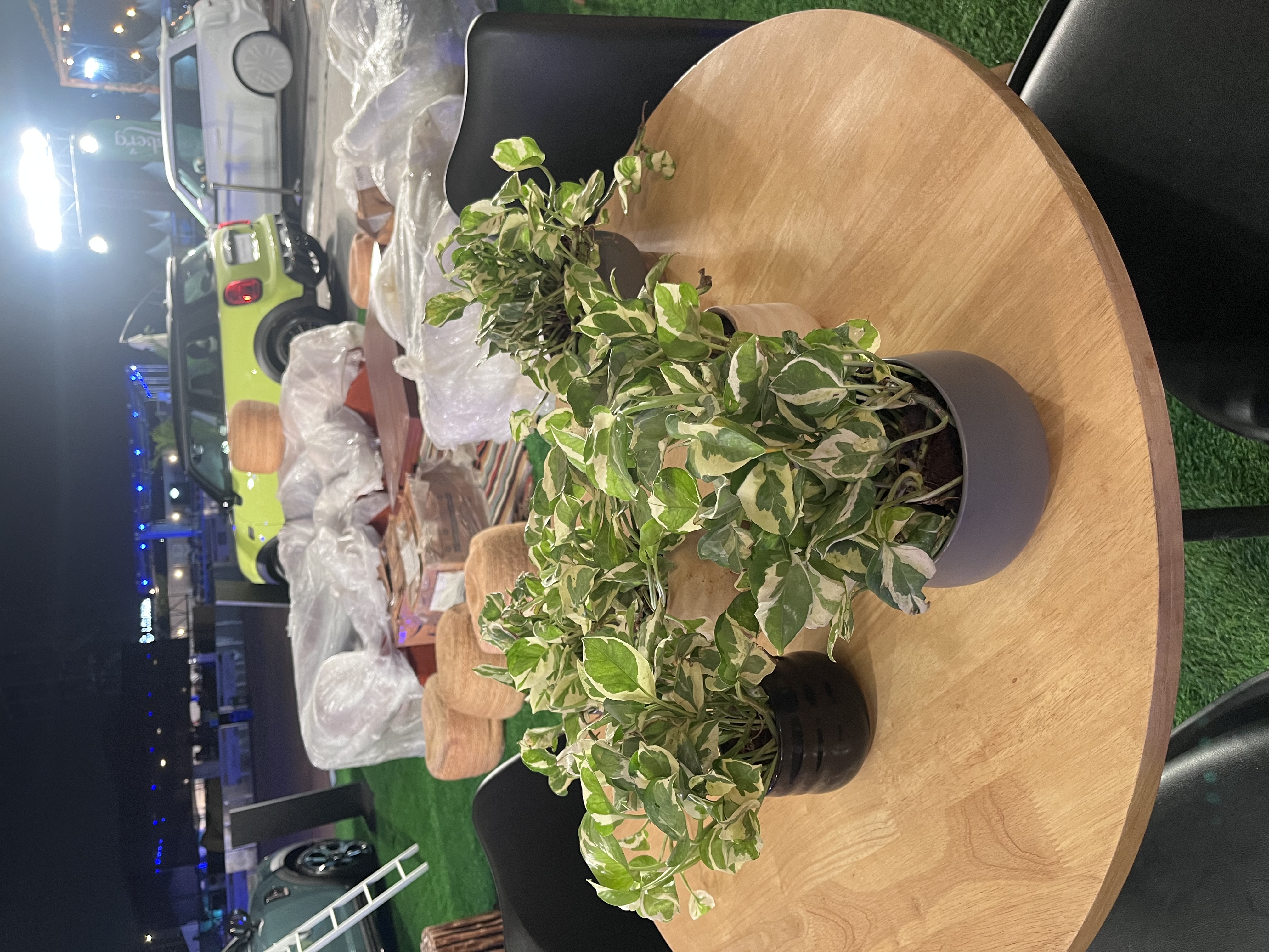 Variegated Potted Plant - Rental