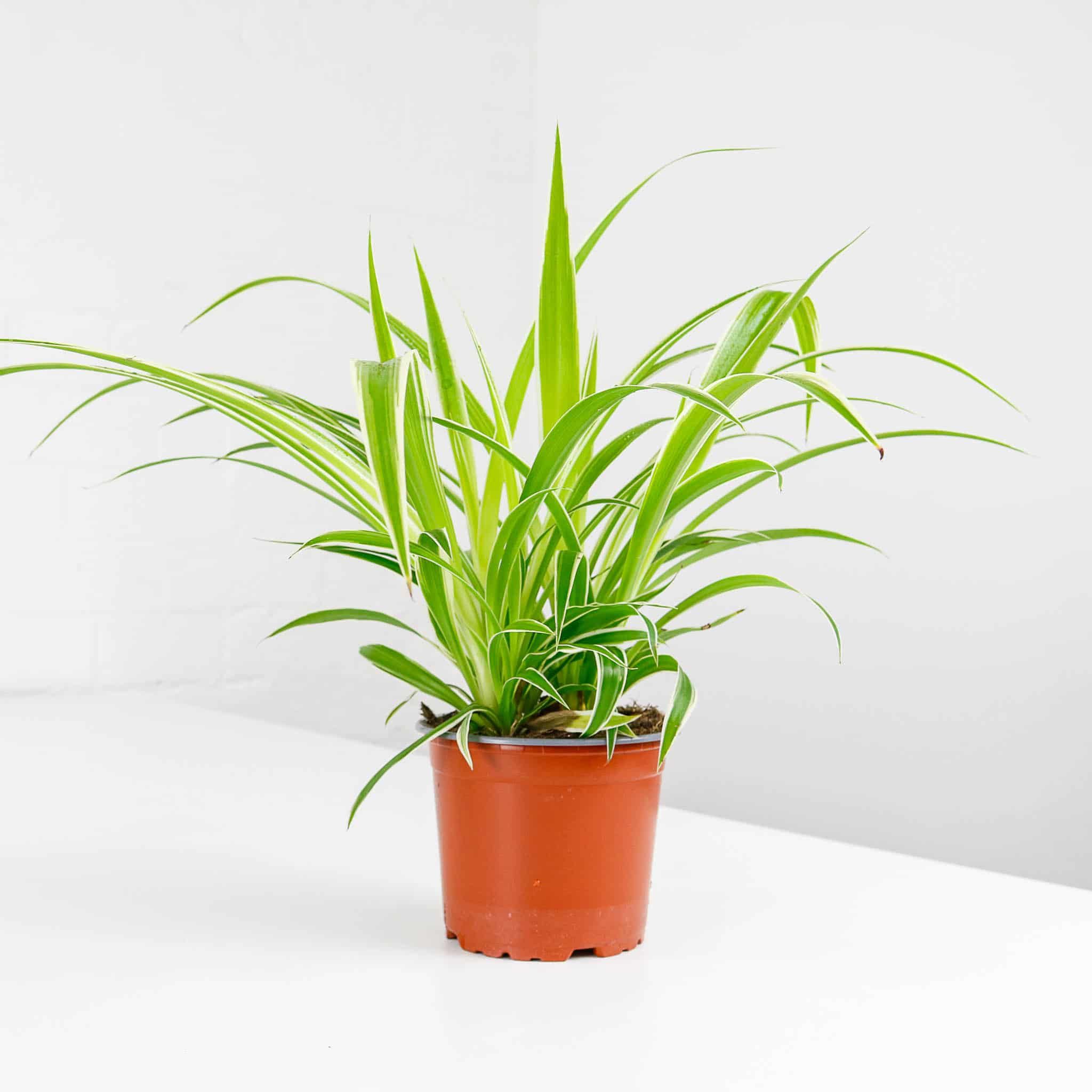 Spider Plant - Rental 