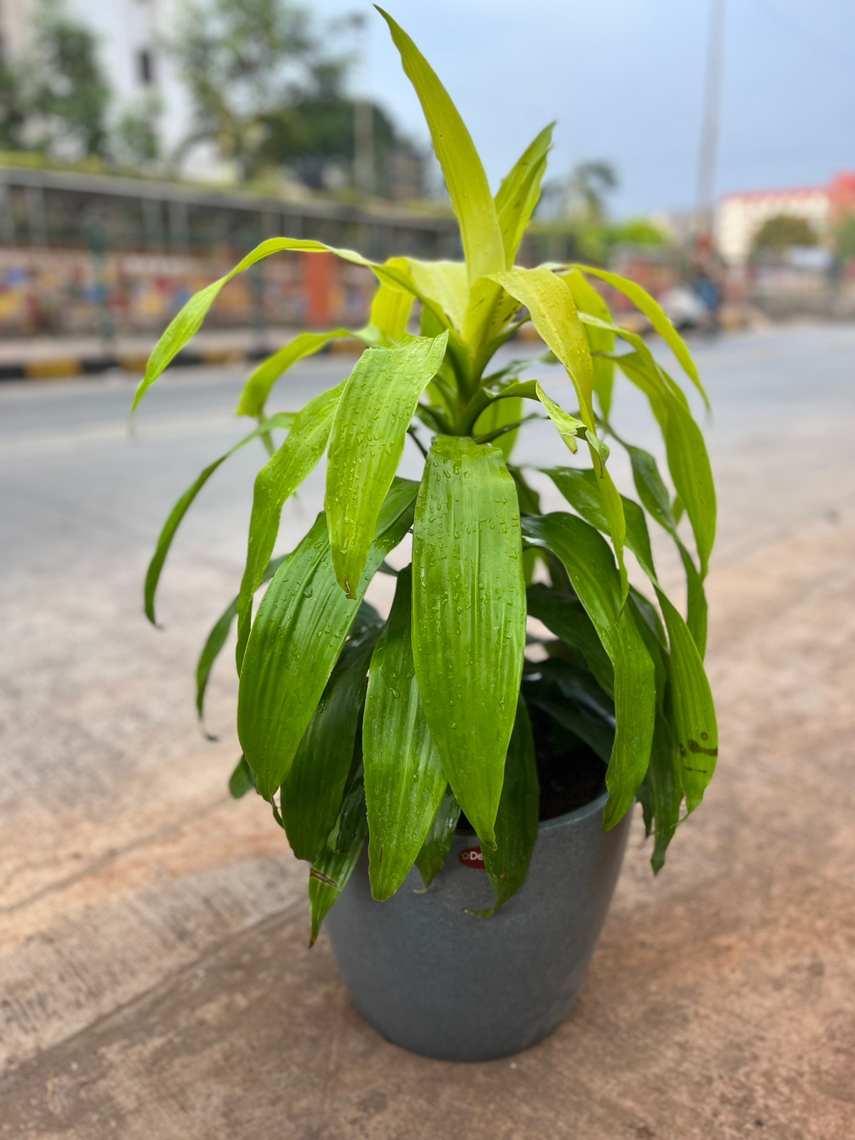 Green Dracaena Plant - Rental