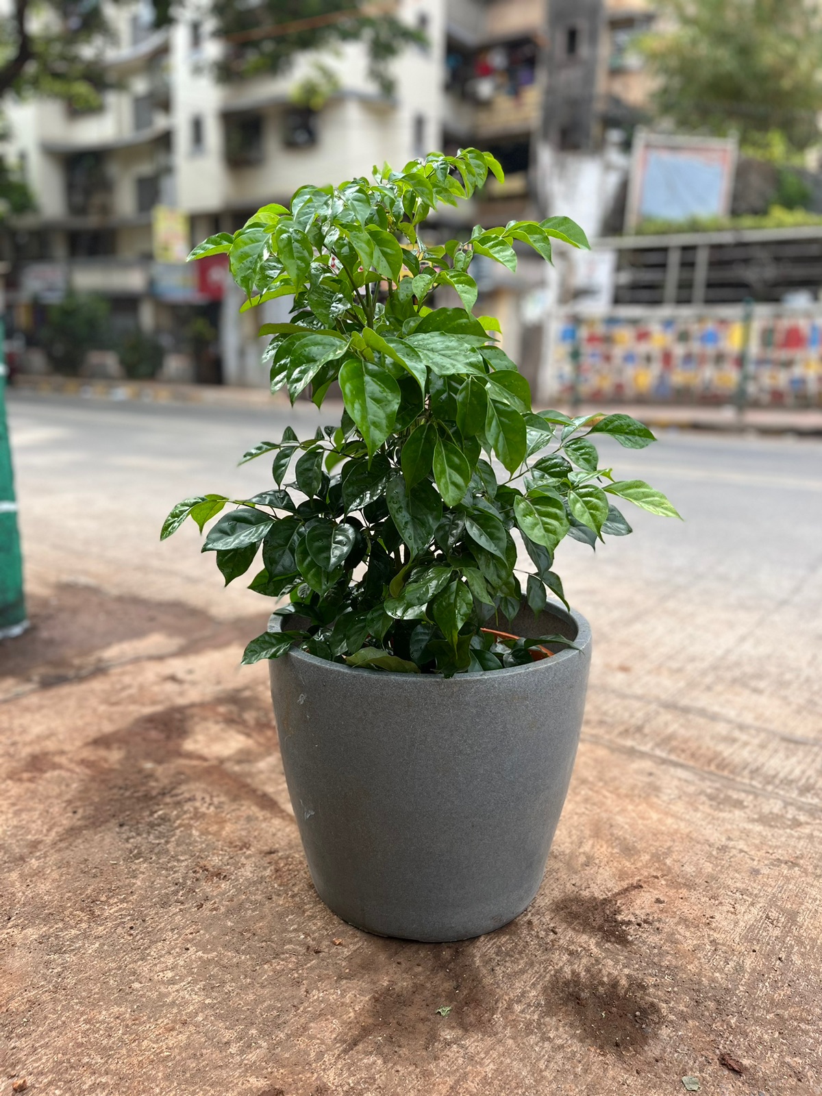 Green Potted Plant - Rental 
