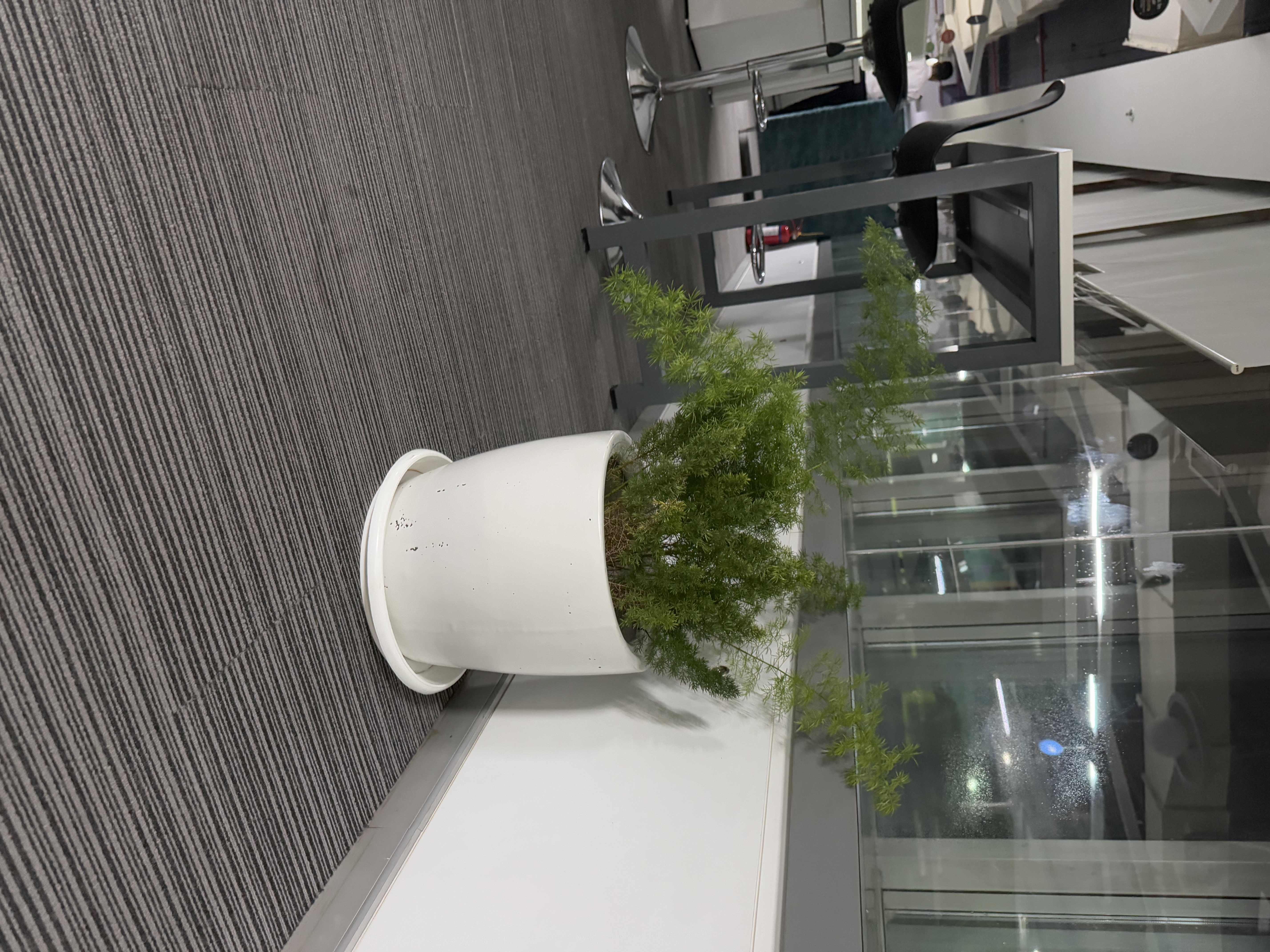 Potted Fern Plant - Rental 