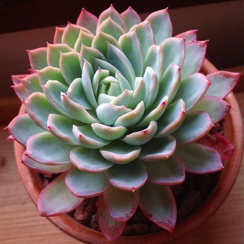 Echeveria Succulent Plant - Rental 