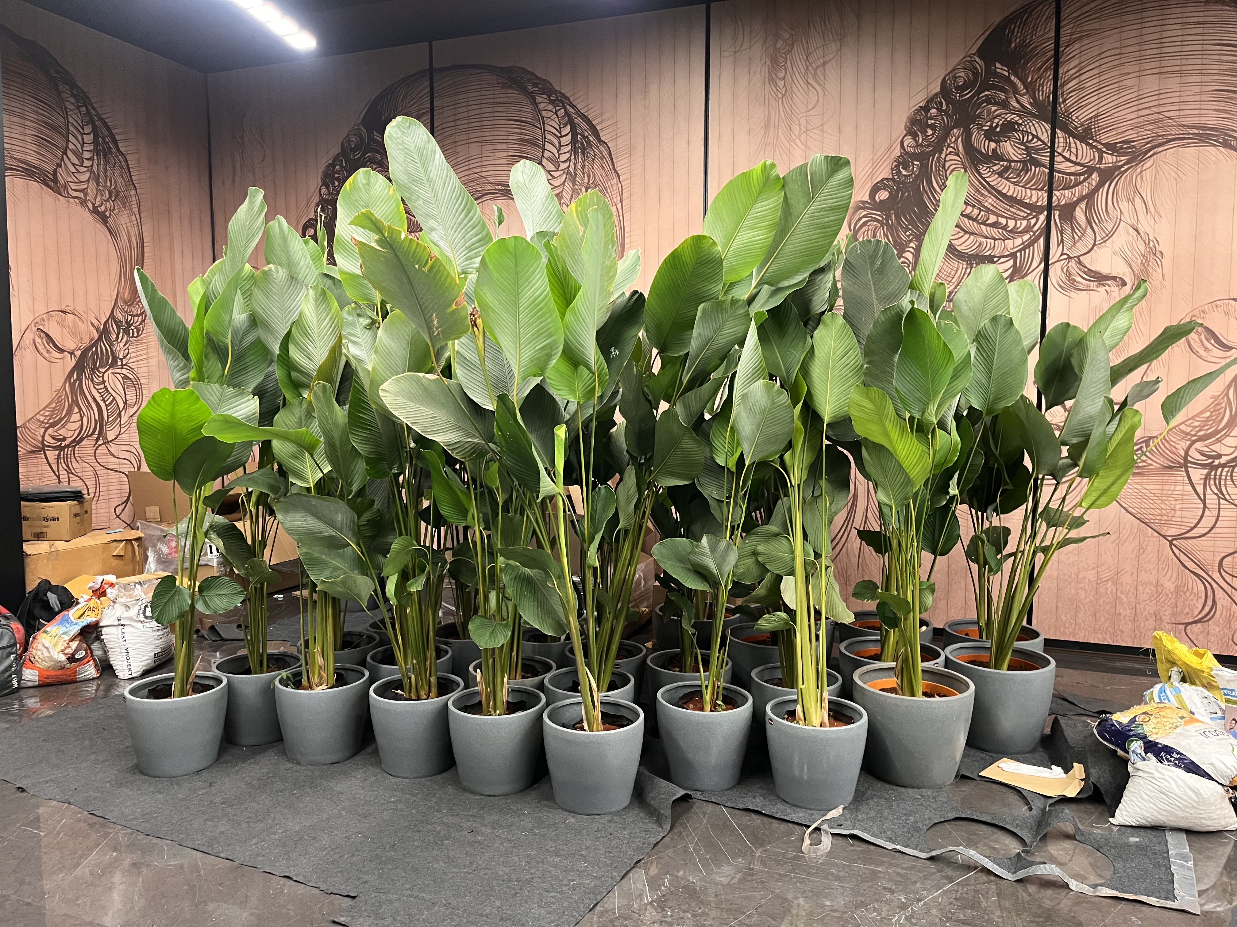 Indoor Banana Plant in Pots - Rental