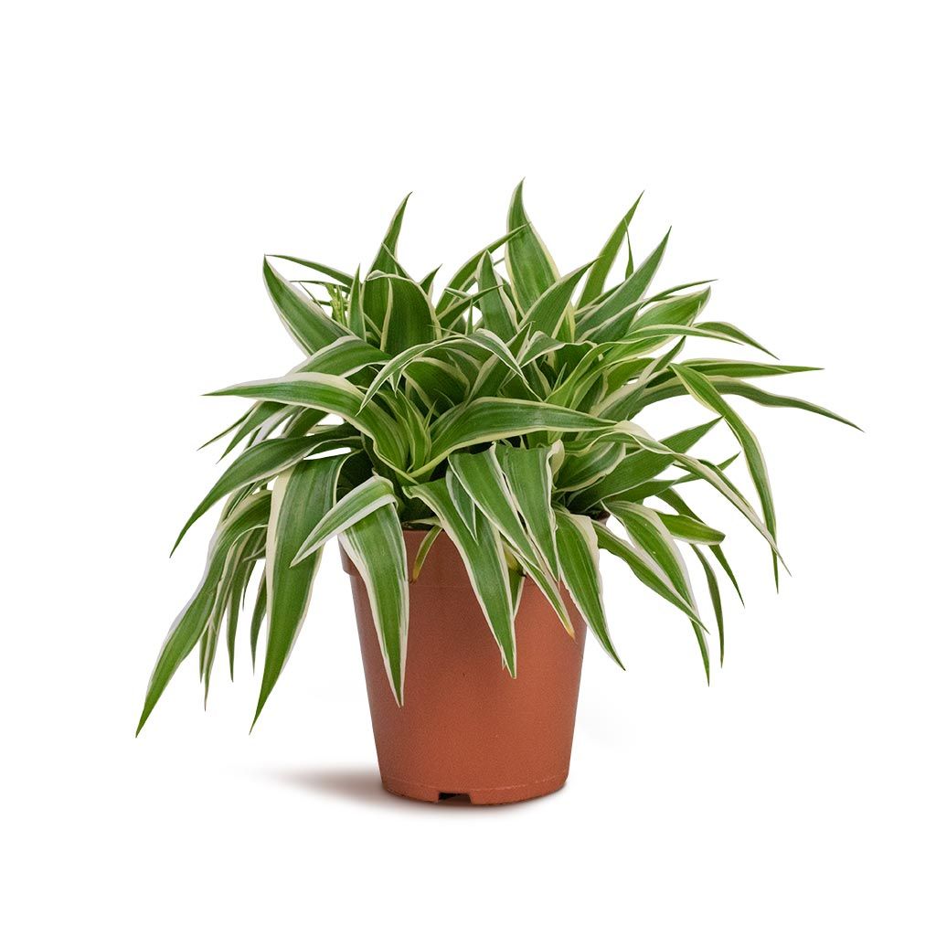 Spider Plant - Rental