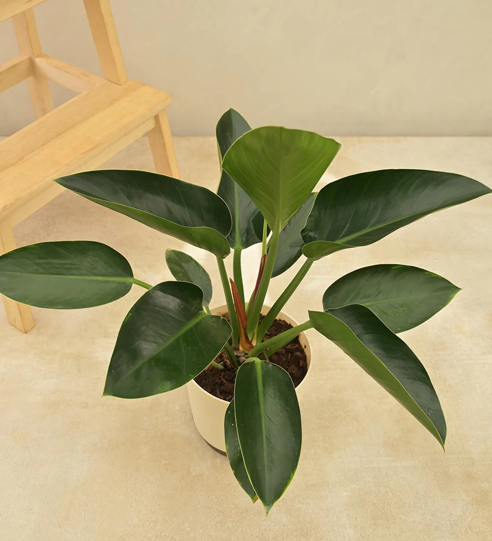 Philodendron Green Plant - Rental