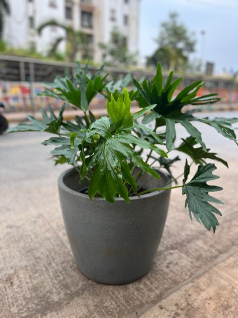Philodendron Xanadu Plant - Rental