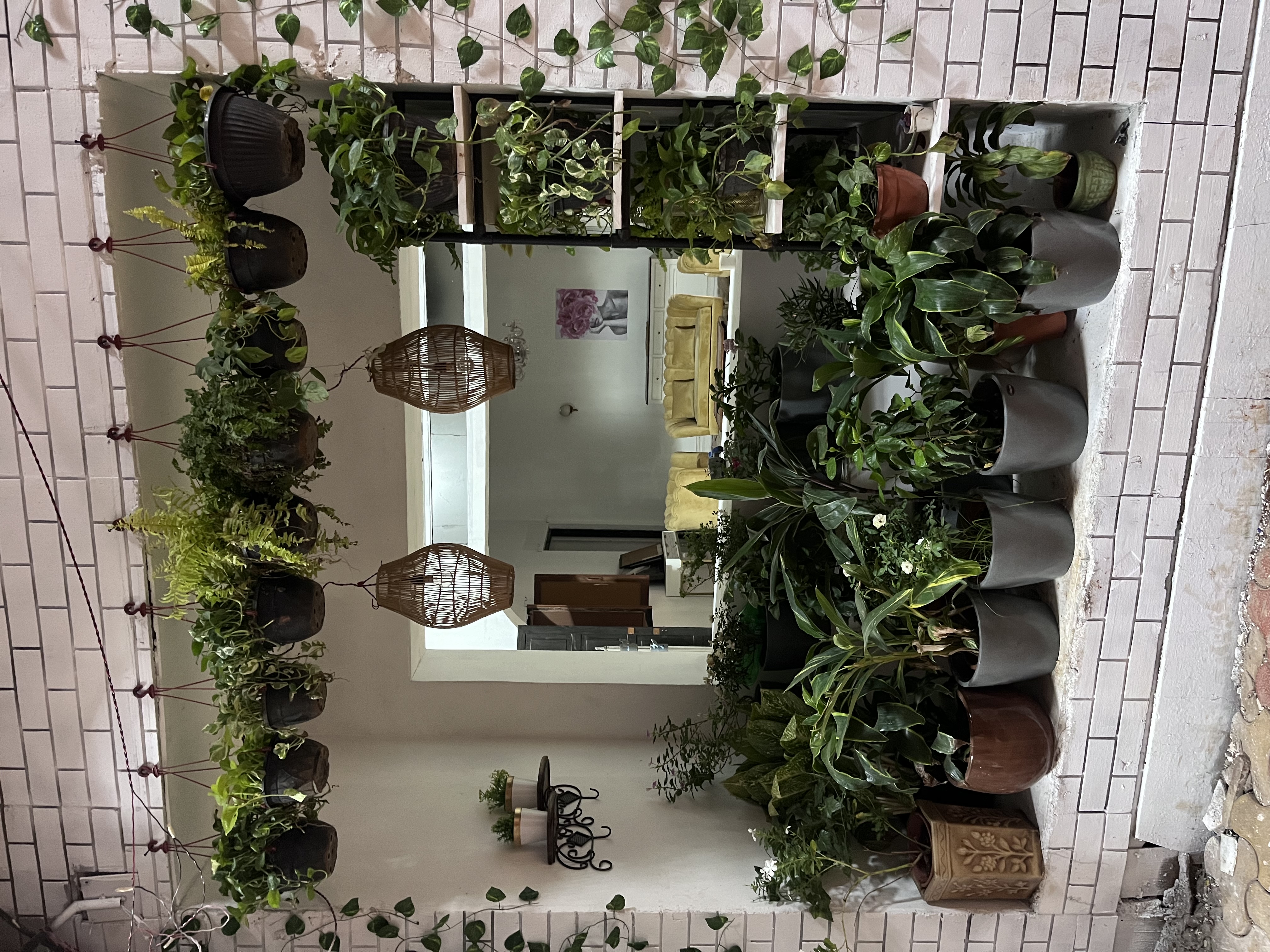 Indoor Plant Collection - Rental