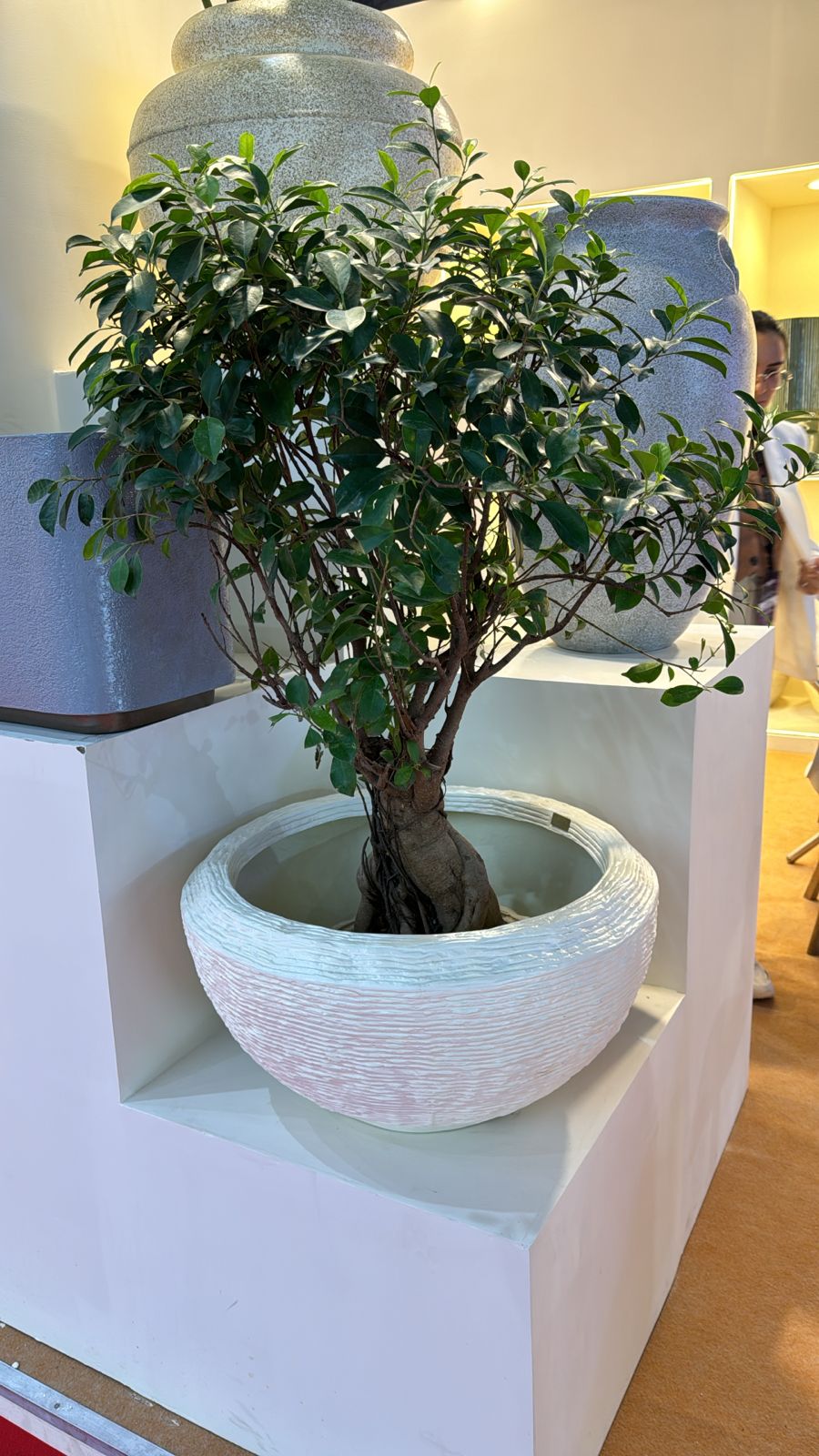 Decorative Indoor Plant with White Textured Pot - Rental