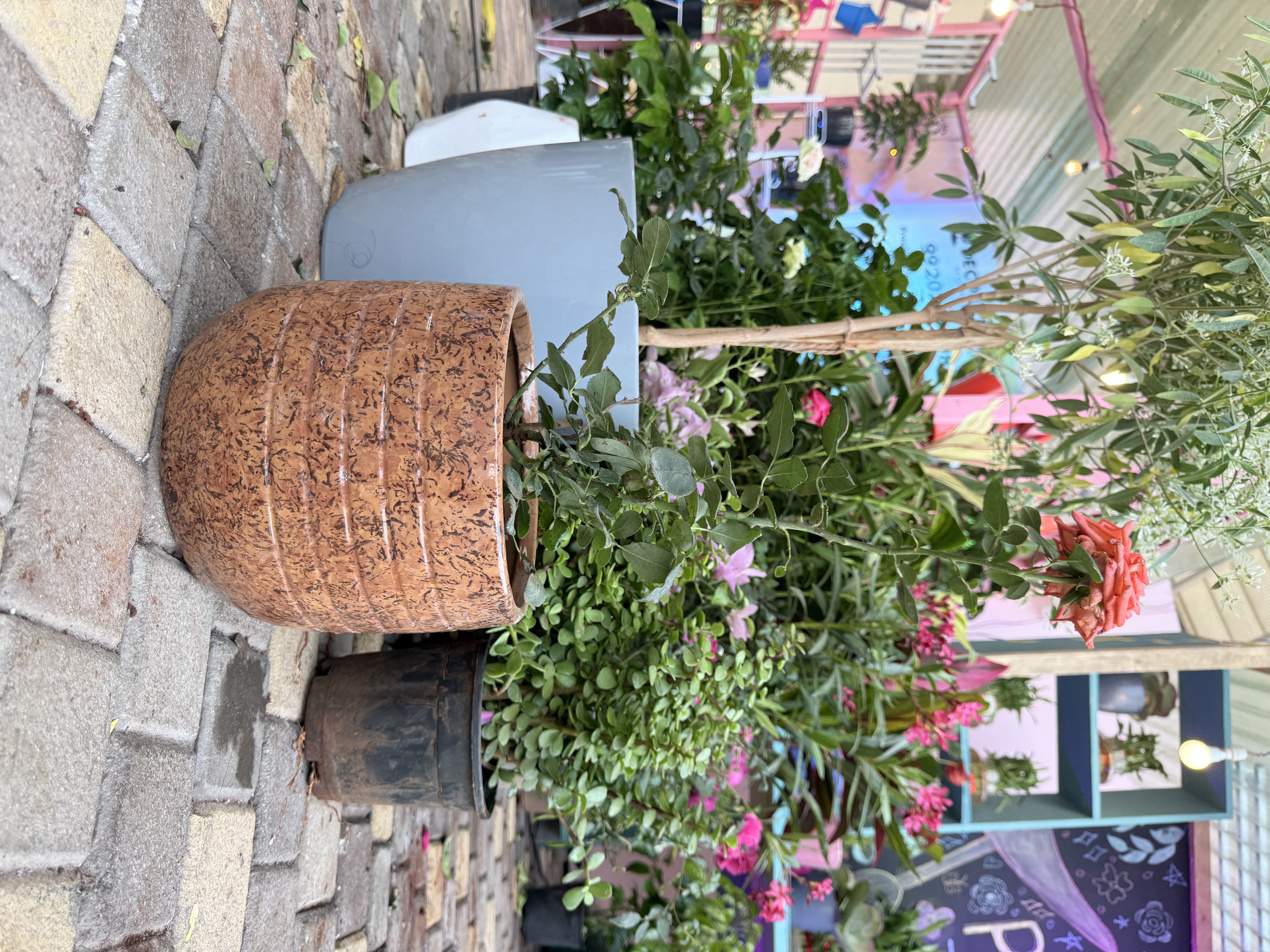 Potted Rose Plant - Rental