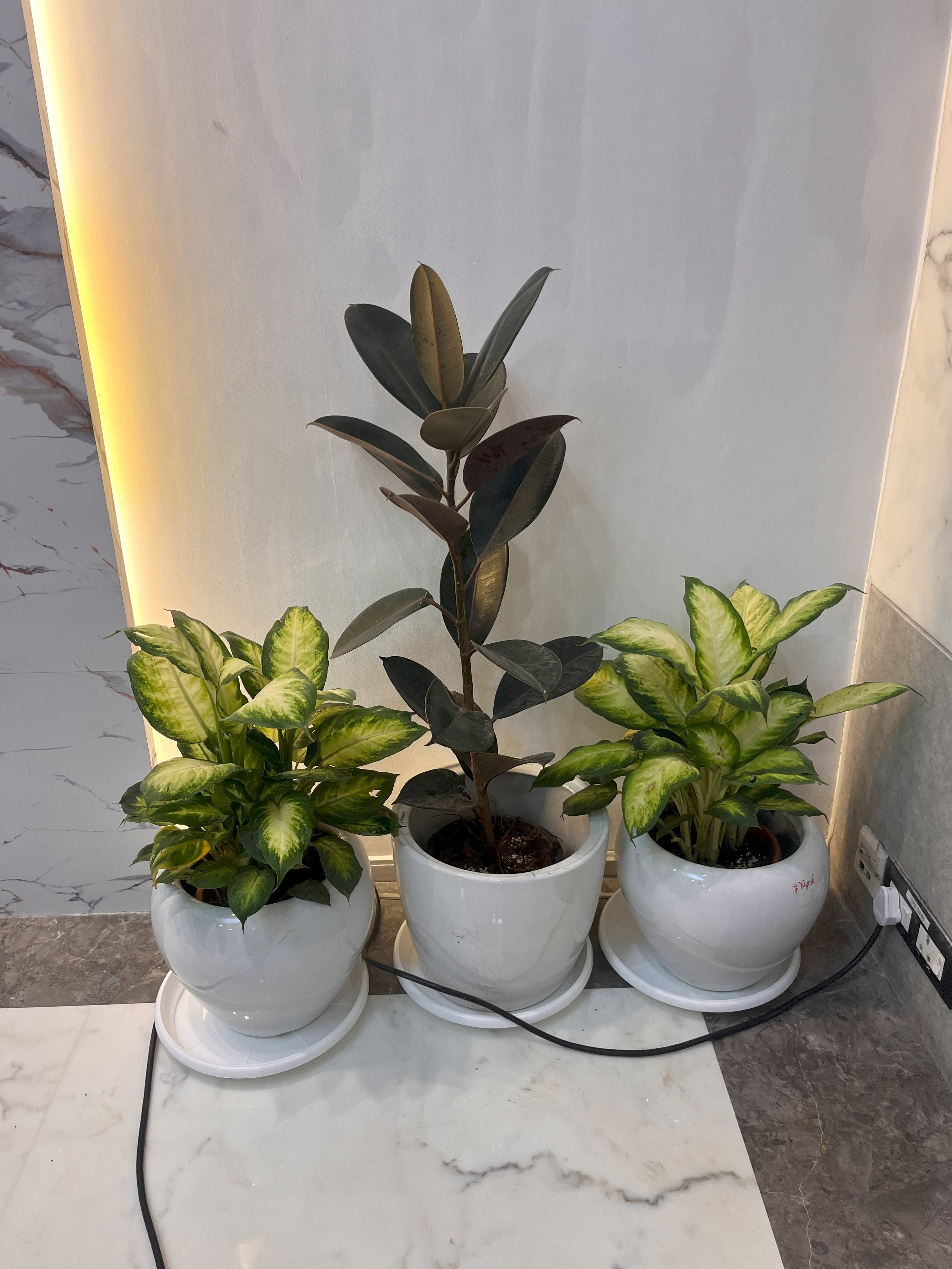 Set of Decorative Indoor Potted Plants - Rental 