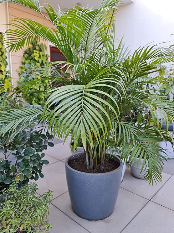 Areca Palm Plant in Pot - Rental