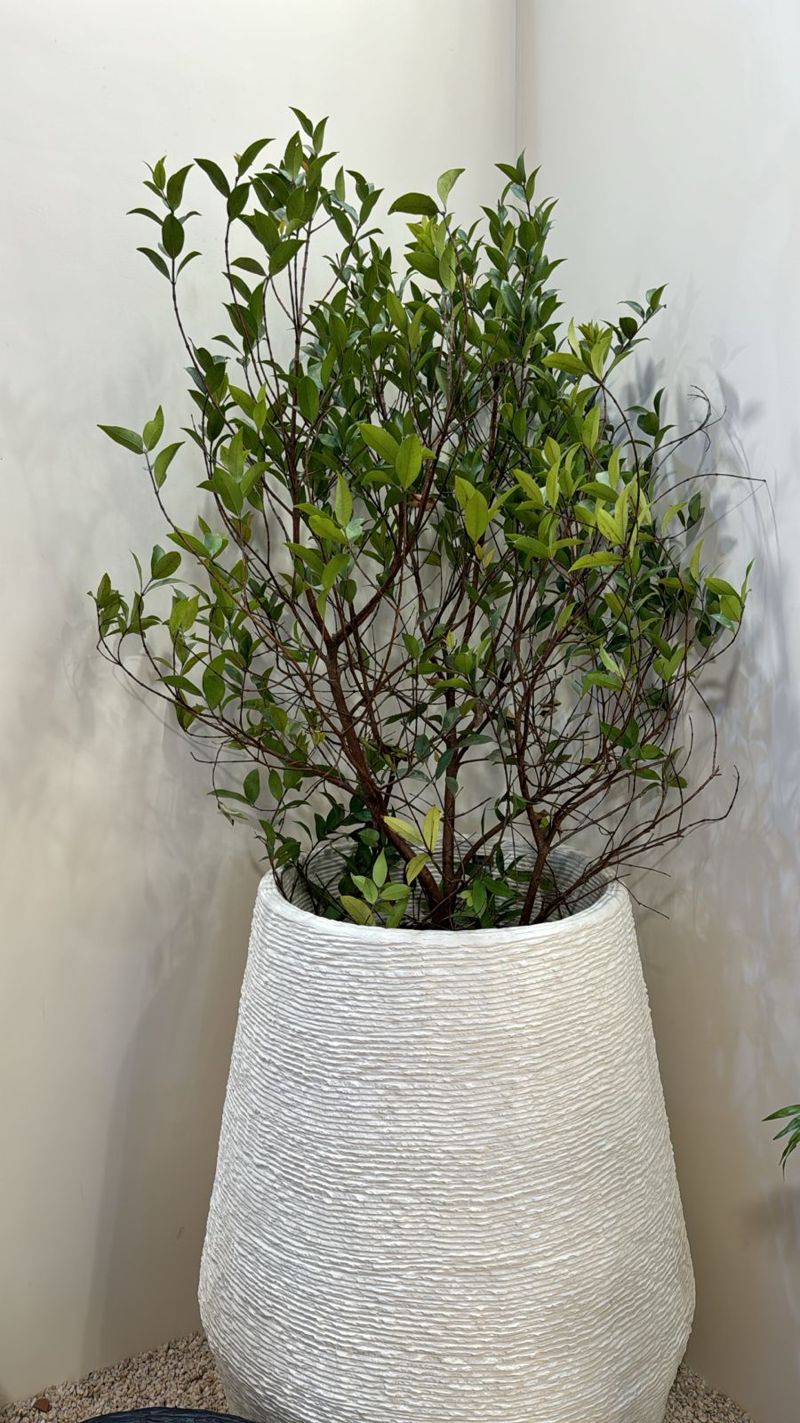Large potted green plant - Rental 